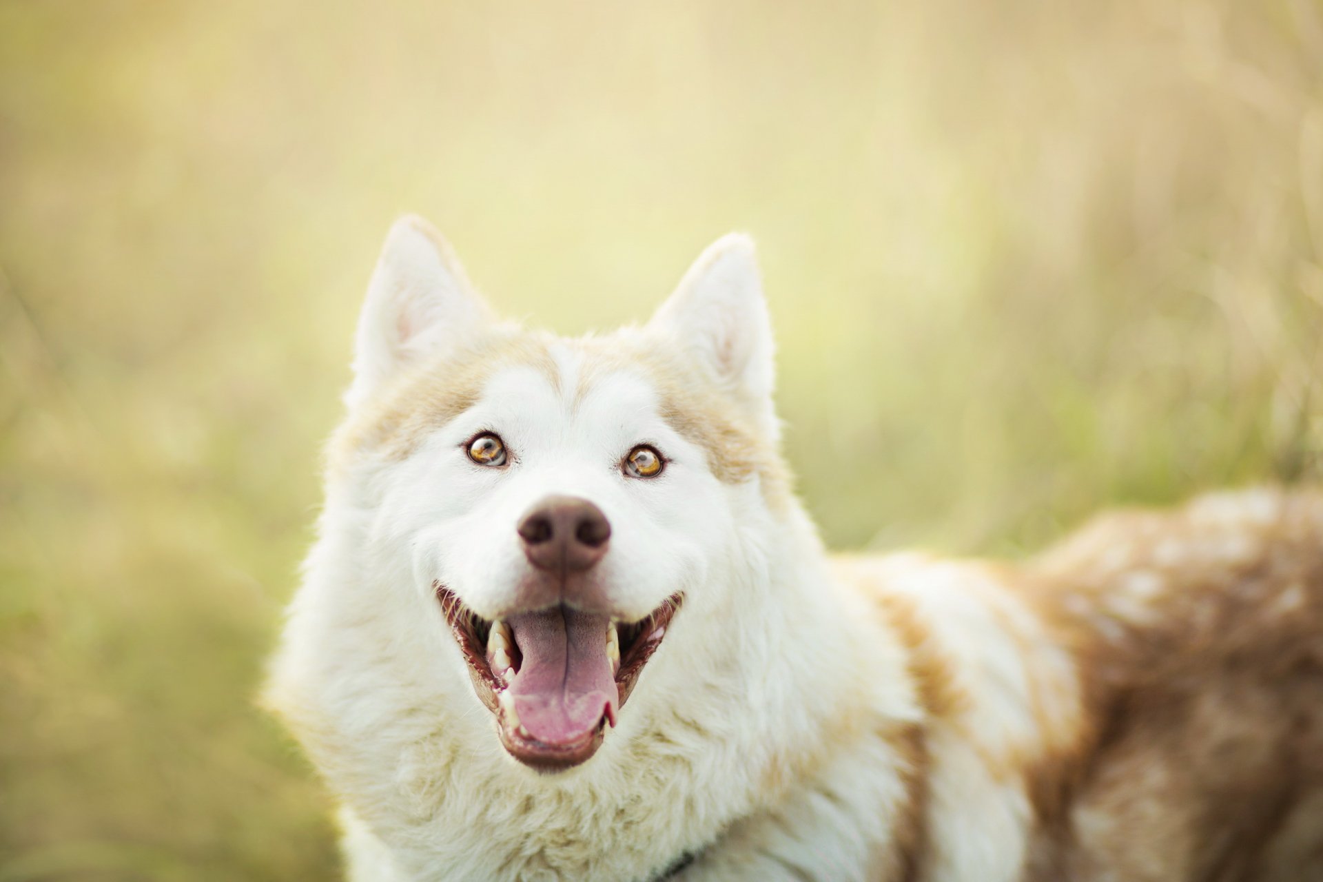 perro mirada amigo