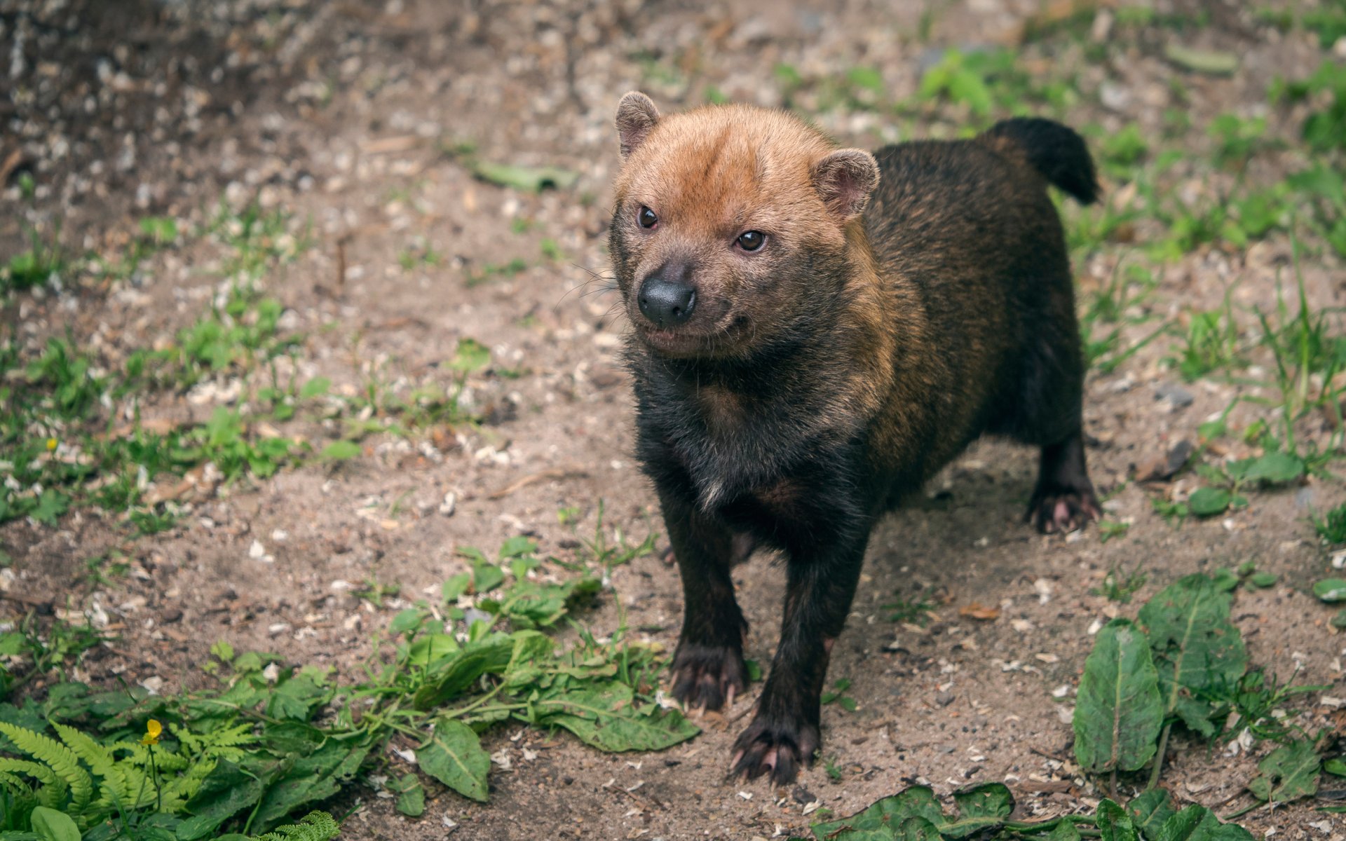 waldhund krzaczasty pies drapieżny ssak