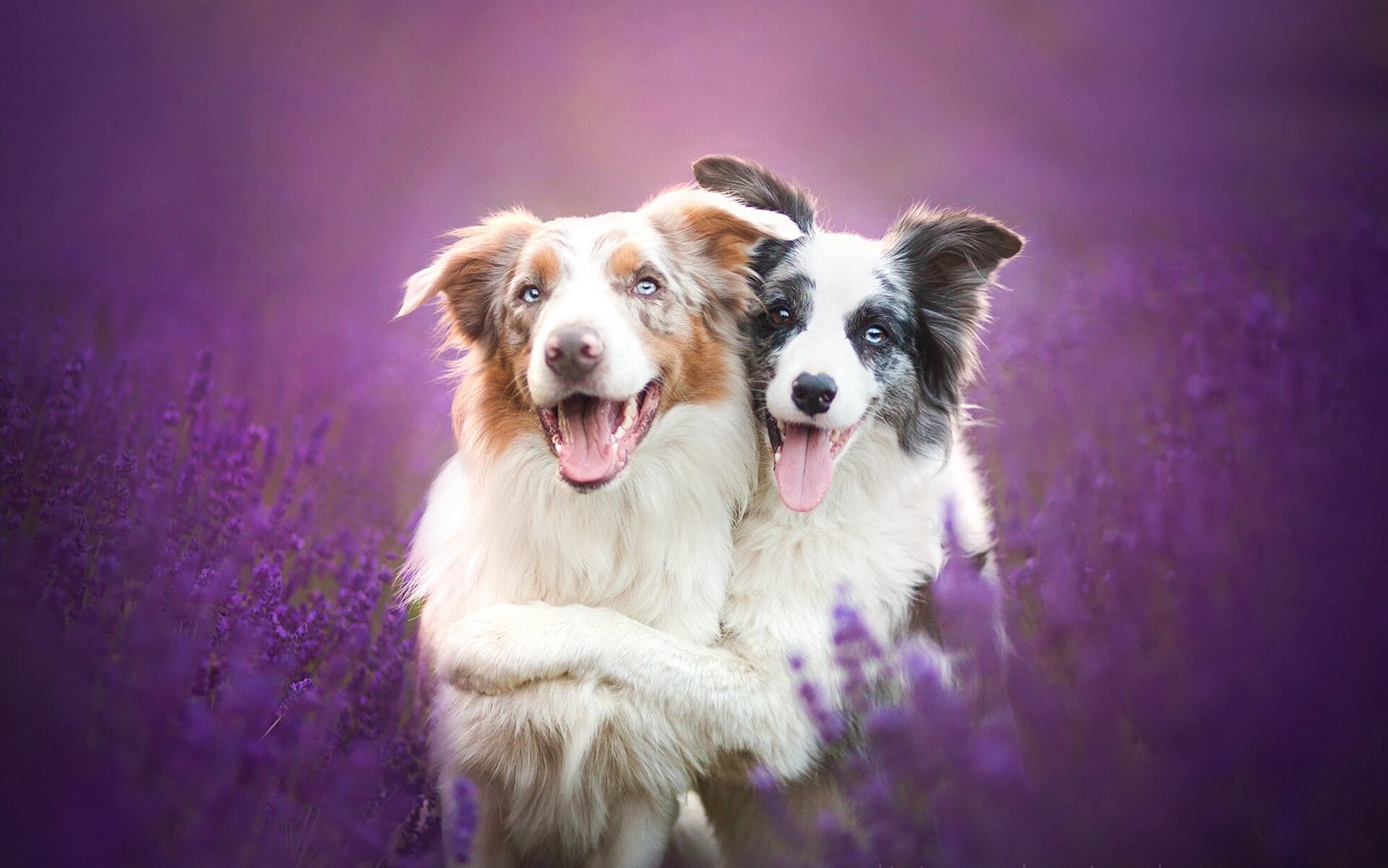 border collie hunde freunde freundschaft lavendel blumen