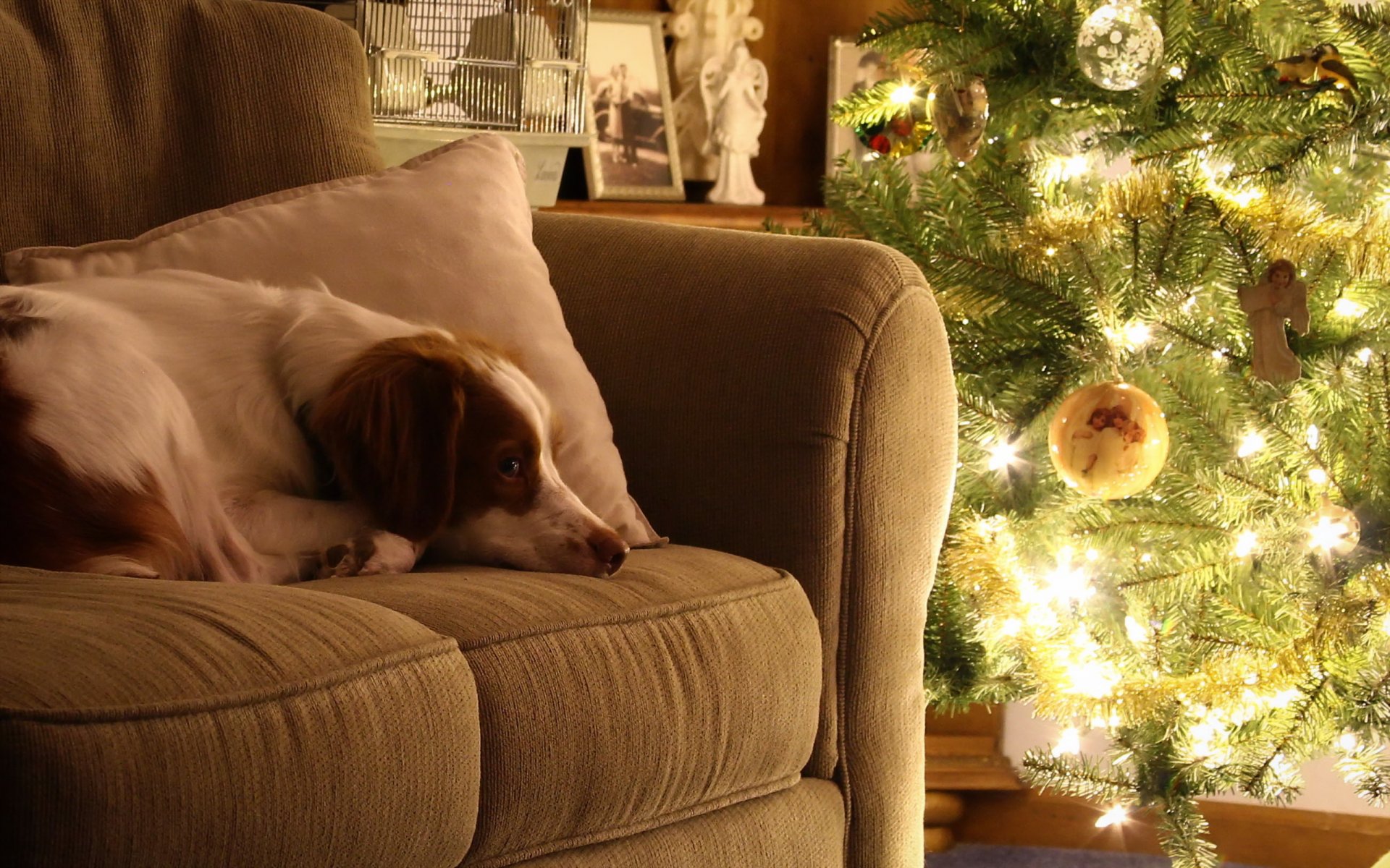 cane amico casa vacanza