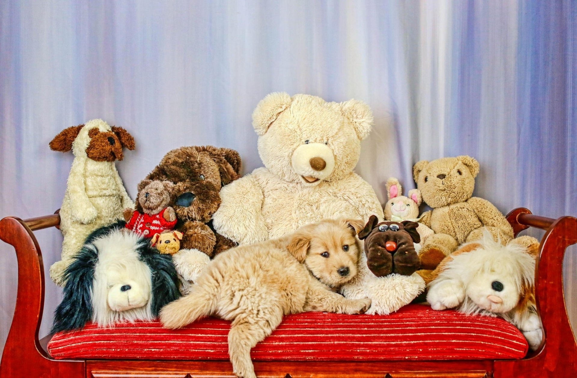 toys dog sofa