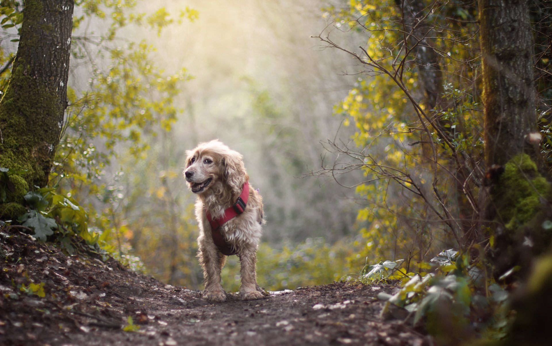 hund weg sonne wald