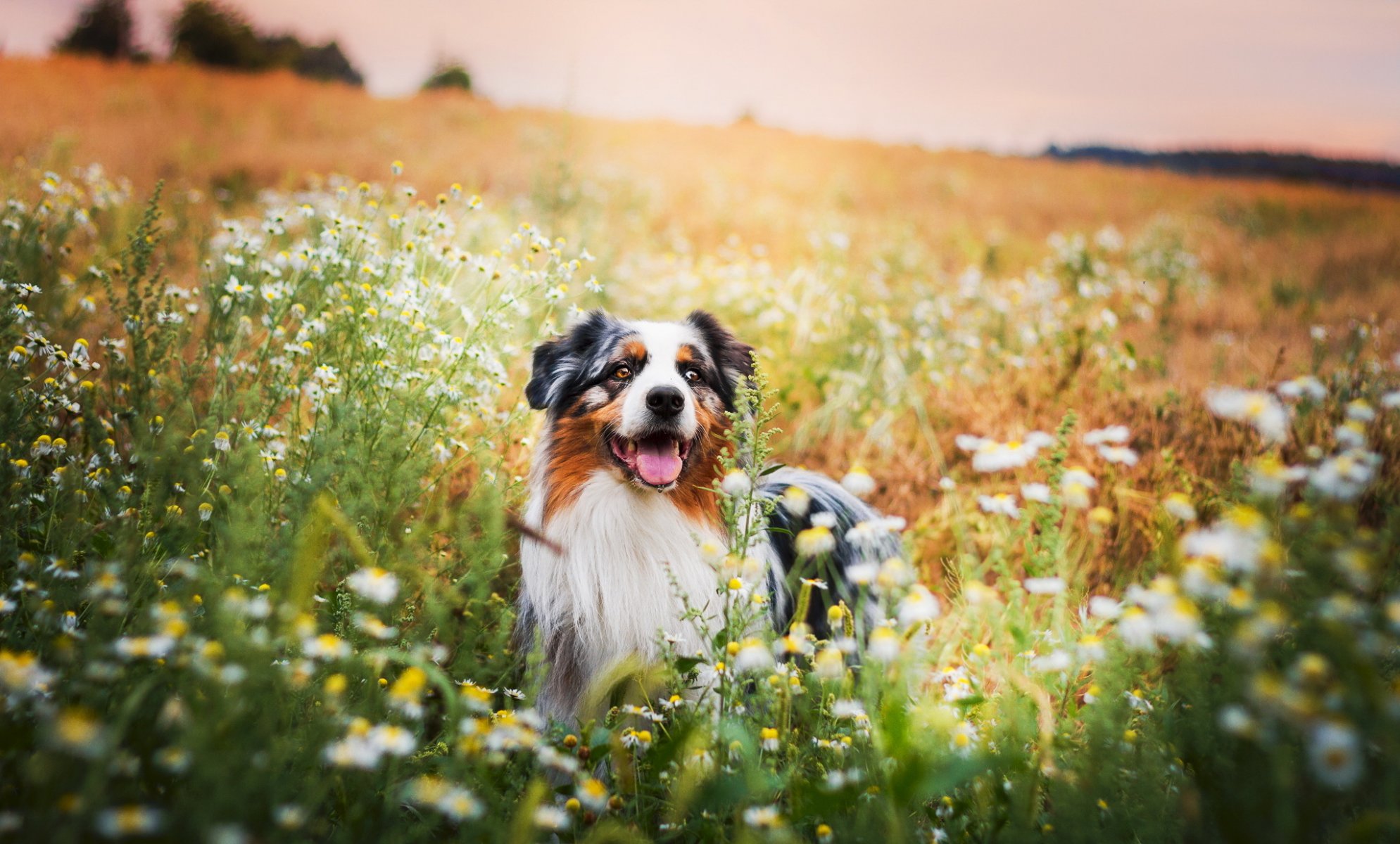 hund blick freund natur