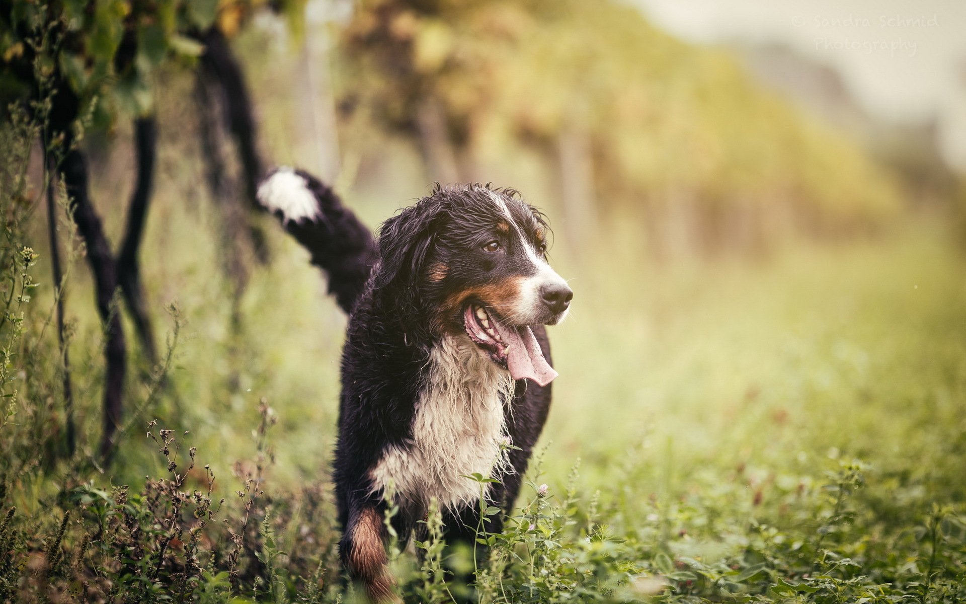 chien regard ami