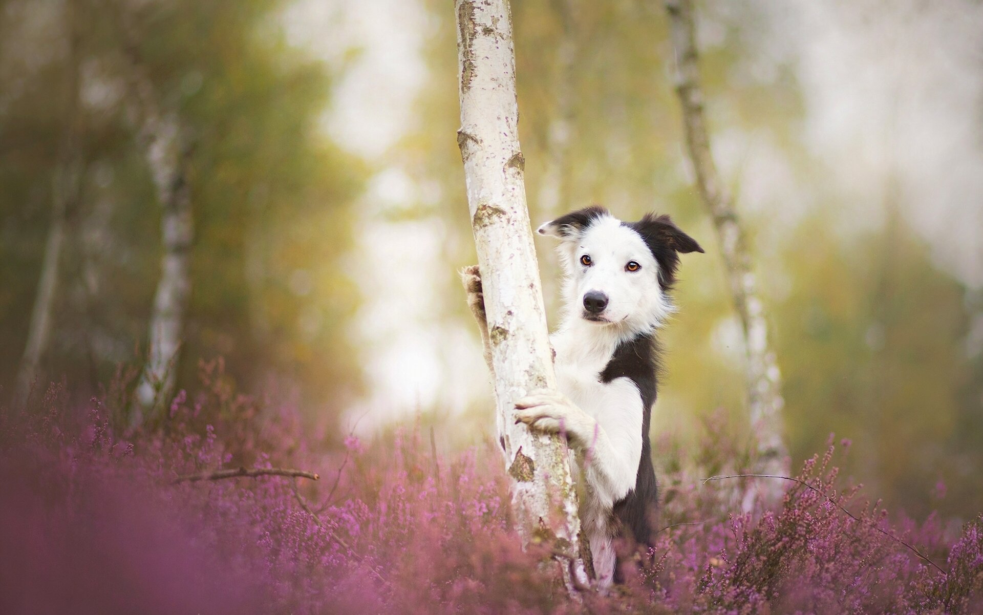 border collie perro árbol