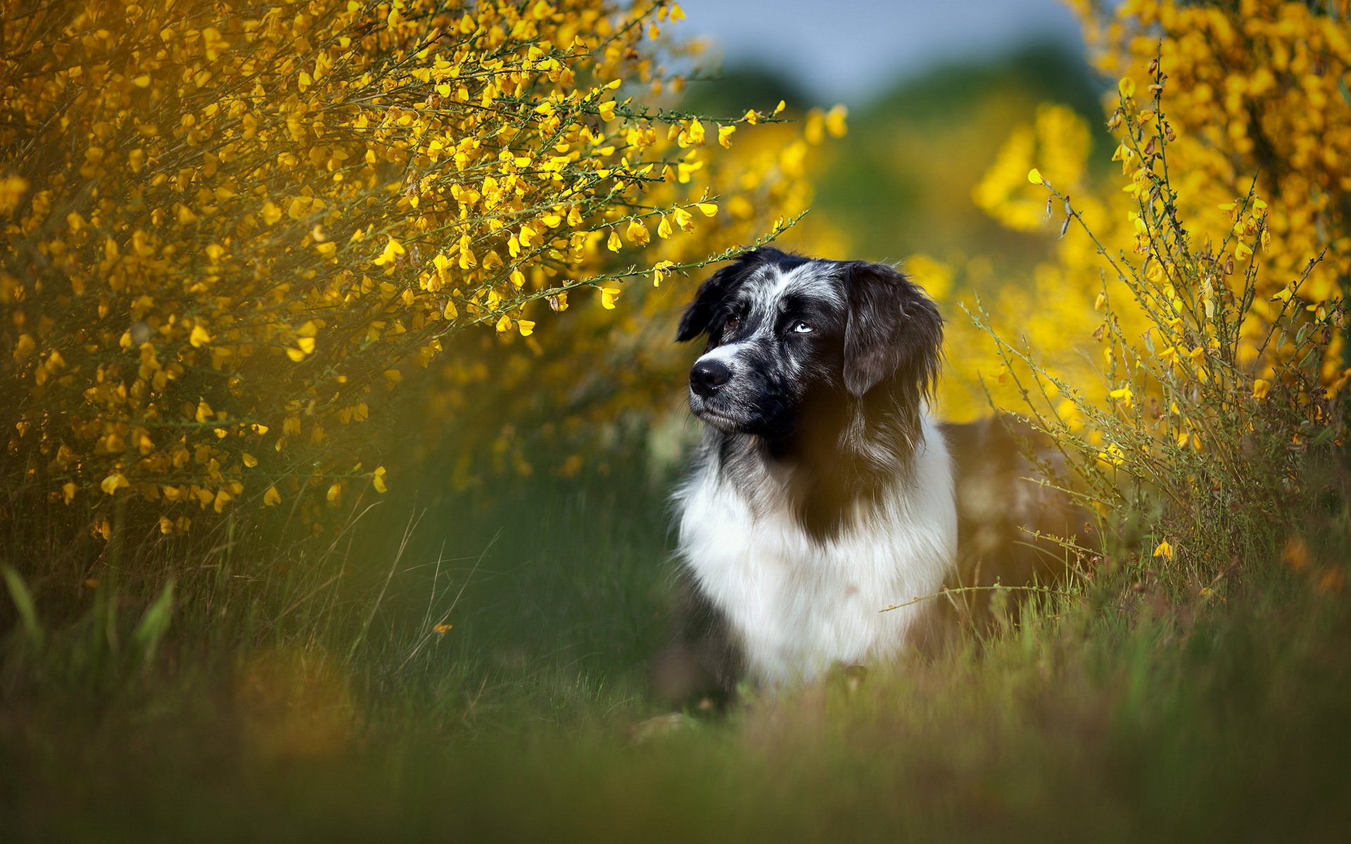 chien regard ami