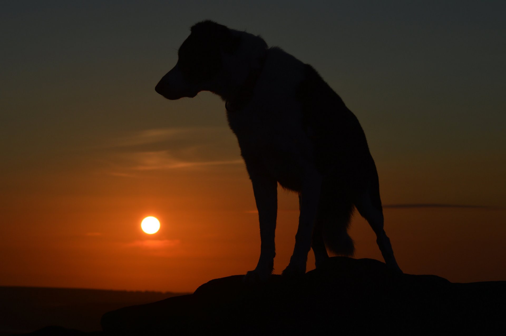 cane cane amico silhouette