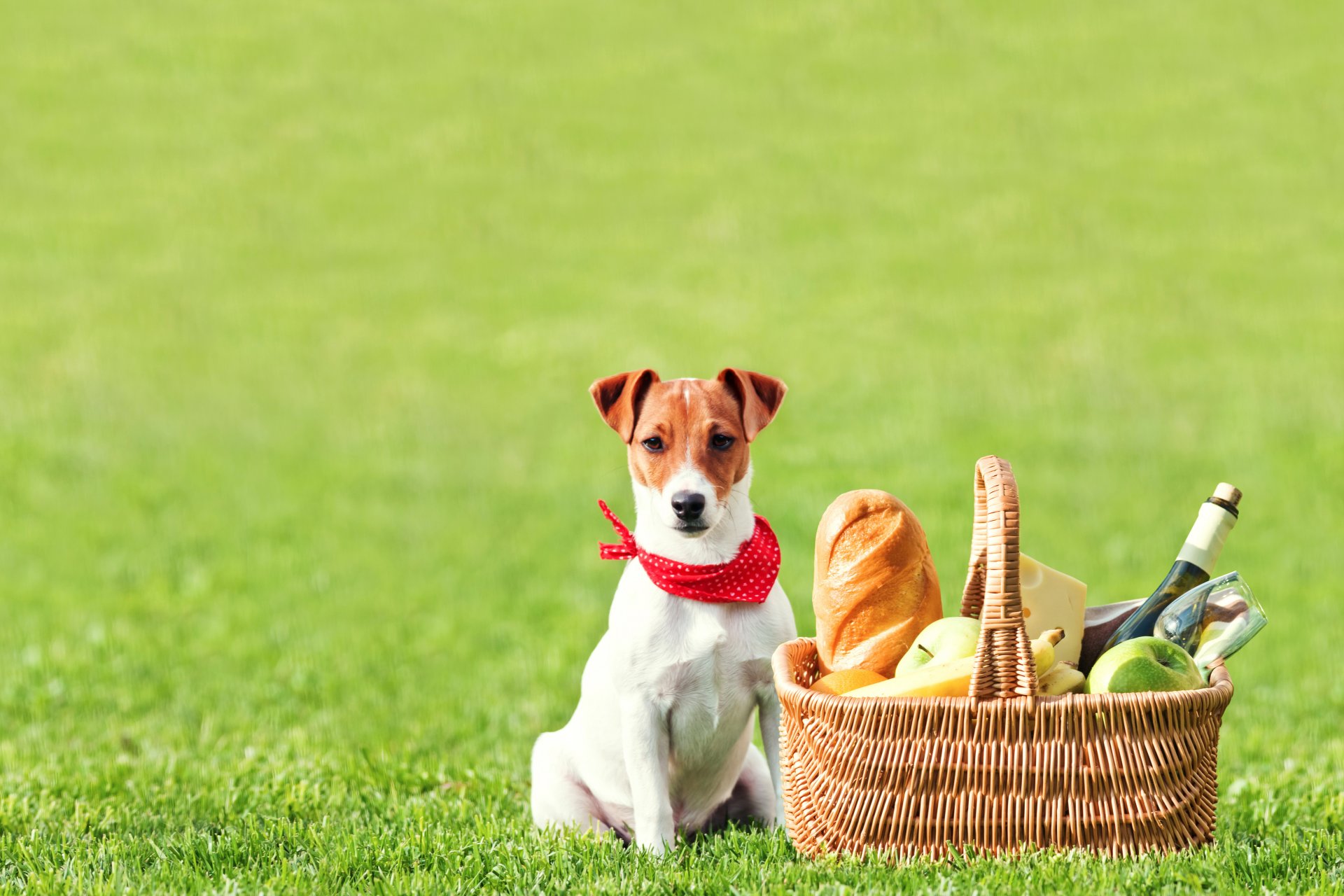 jack-russell-terrier feld gras korb laib brot flasche glas wein obst äpfel bananen käse picknick