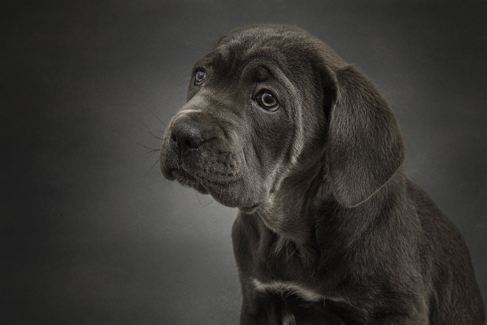 cane corso pies szczeniak portret