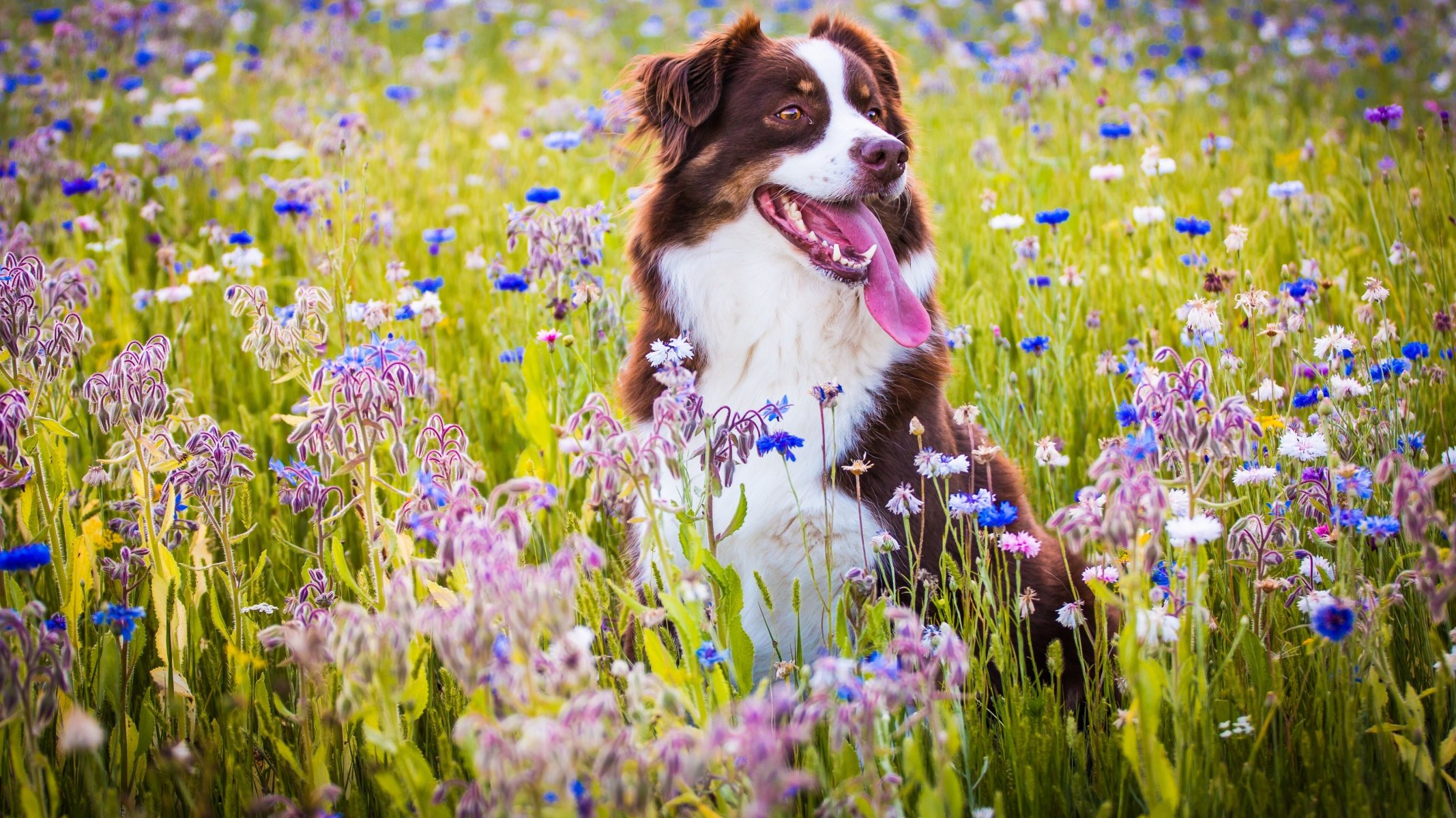 australian shepherd dog english happiness mood meadow flower