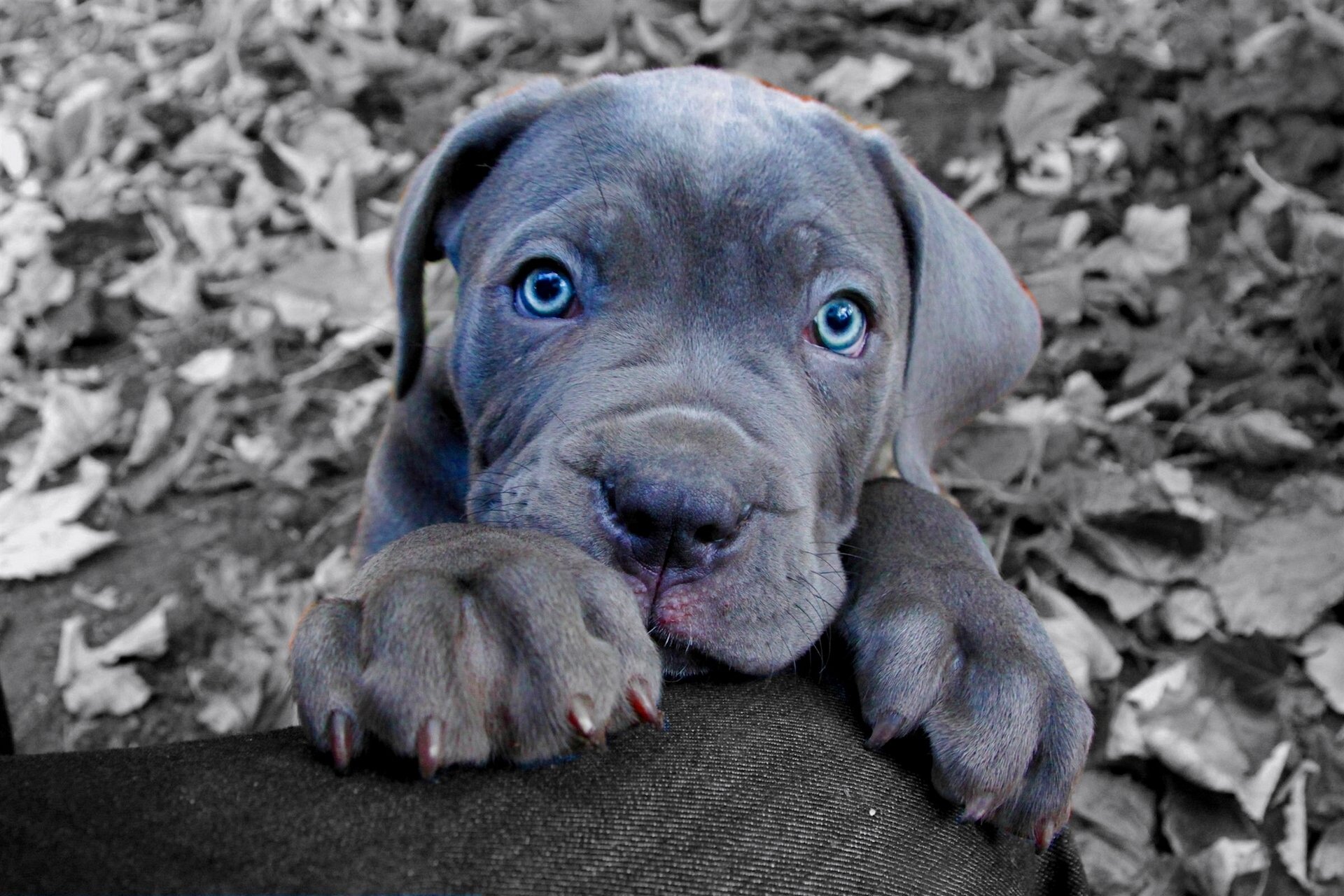 cane corso dog puppy face feet blue eyes view