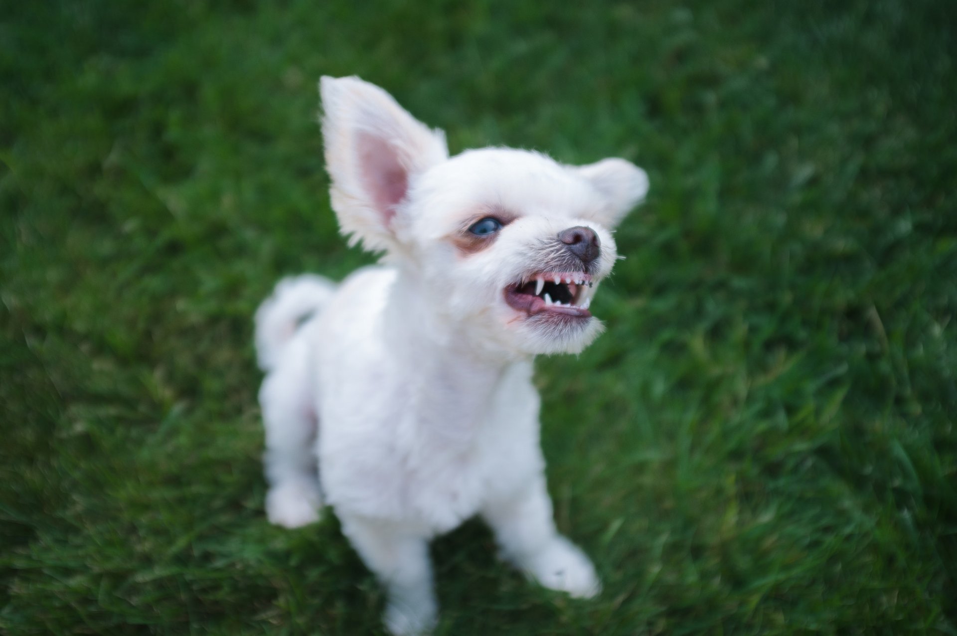 cane cucciolo muso sorriso