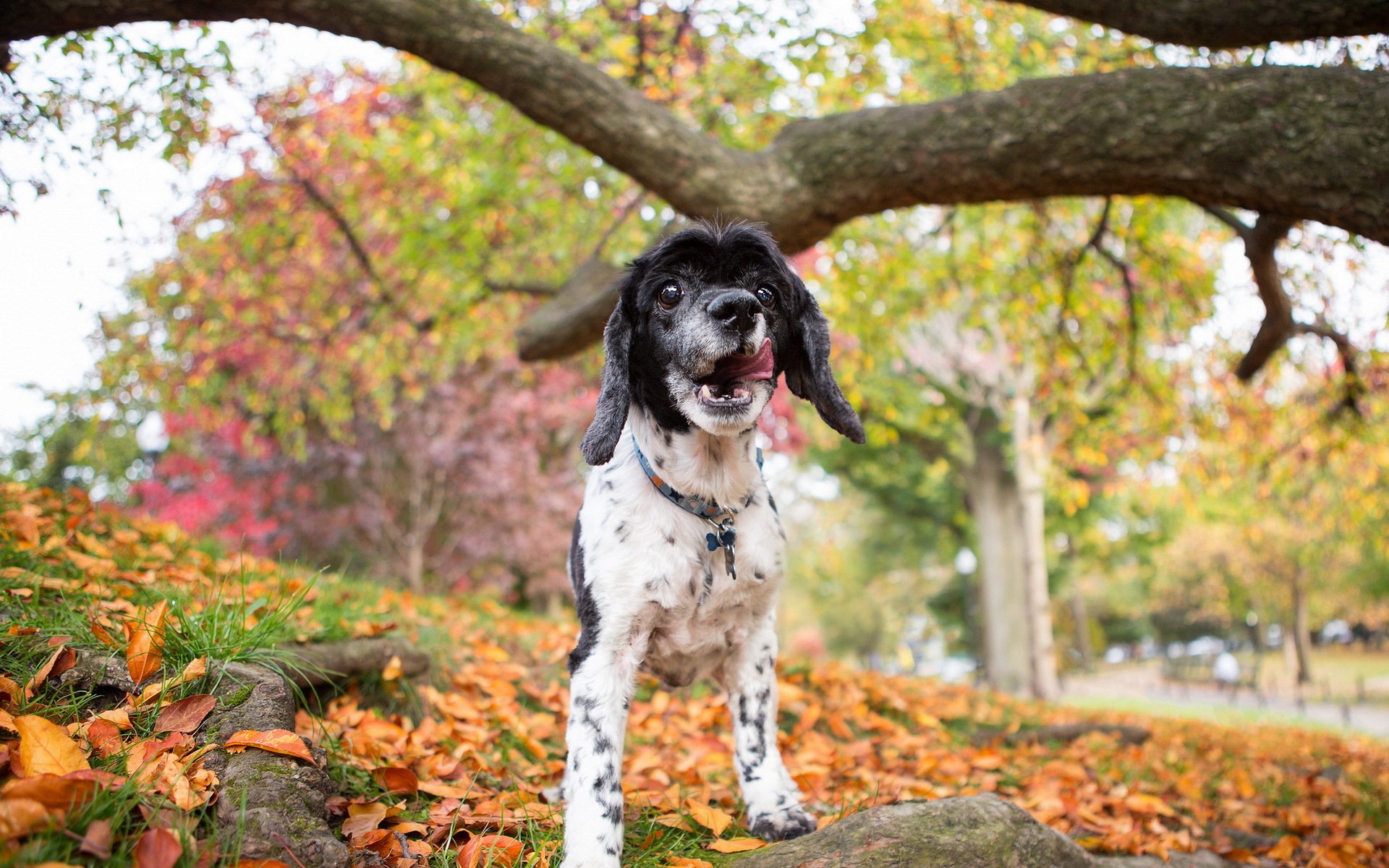 cane natura autunno