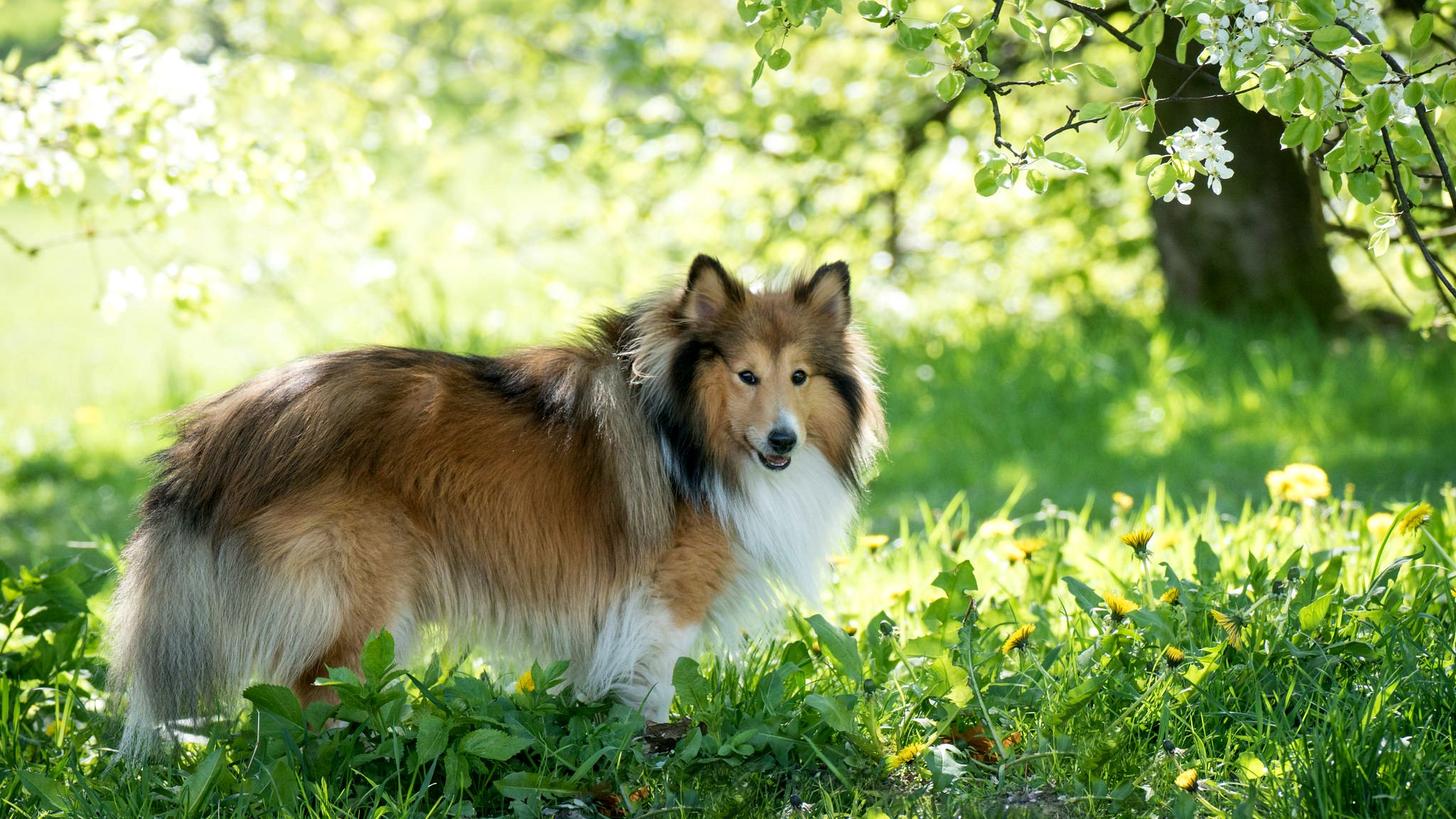 collie lana primavera verde