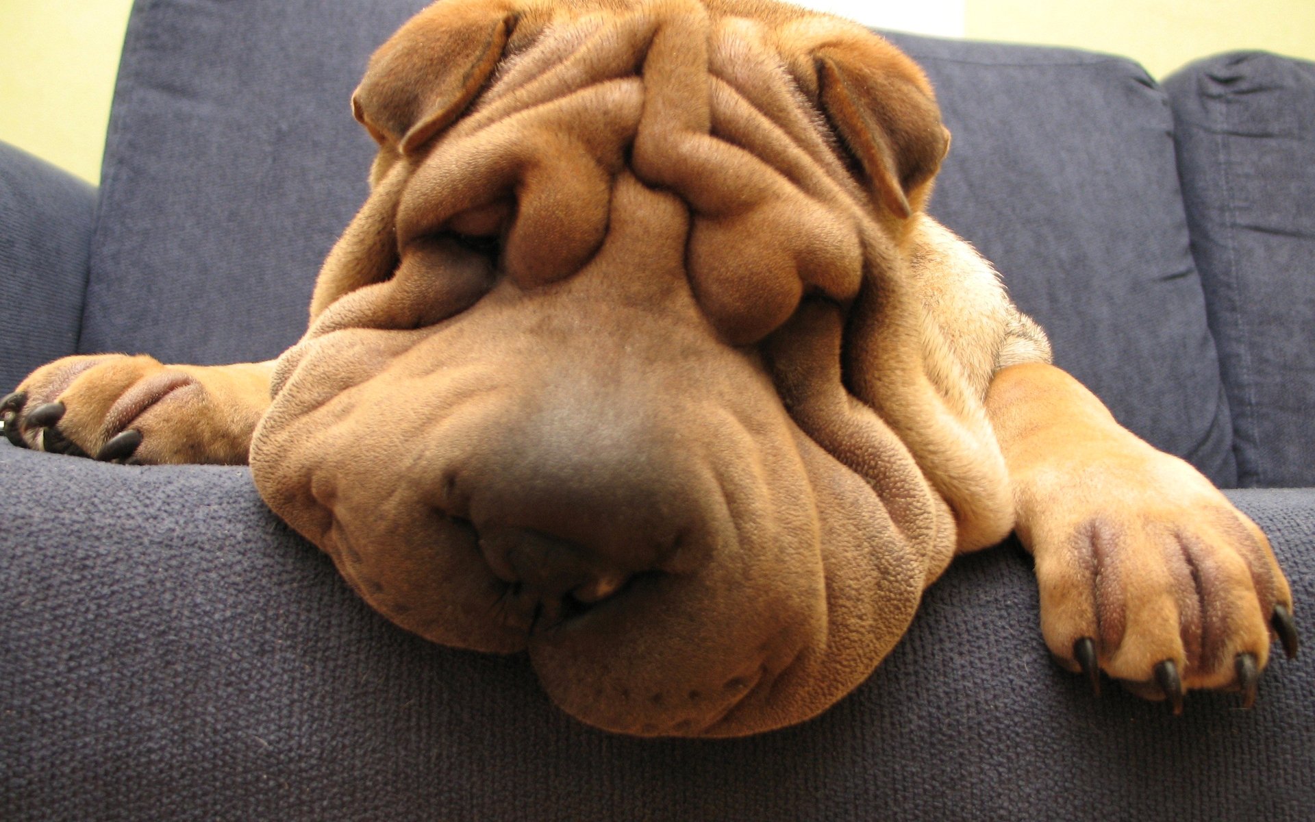 sharpei schnauze sofa