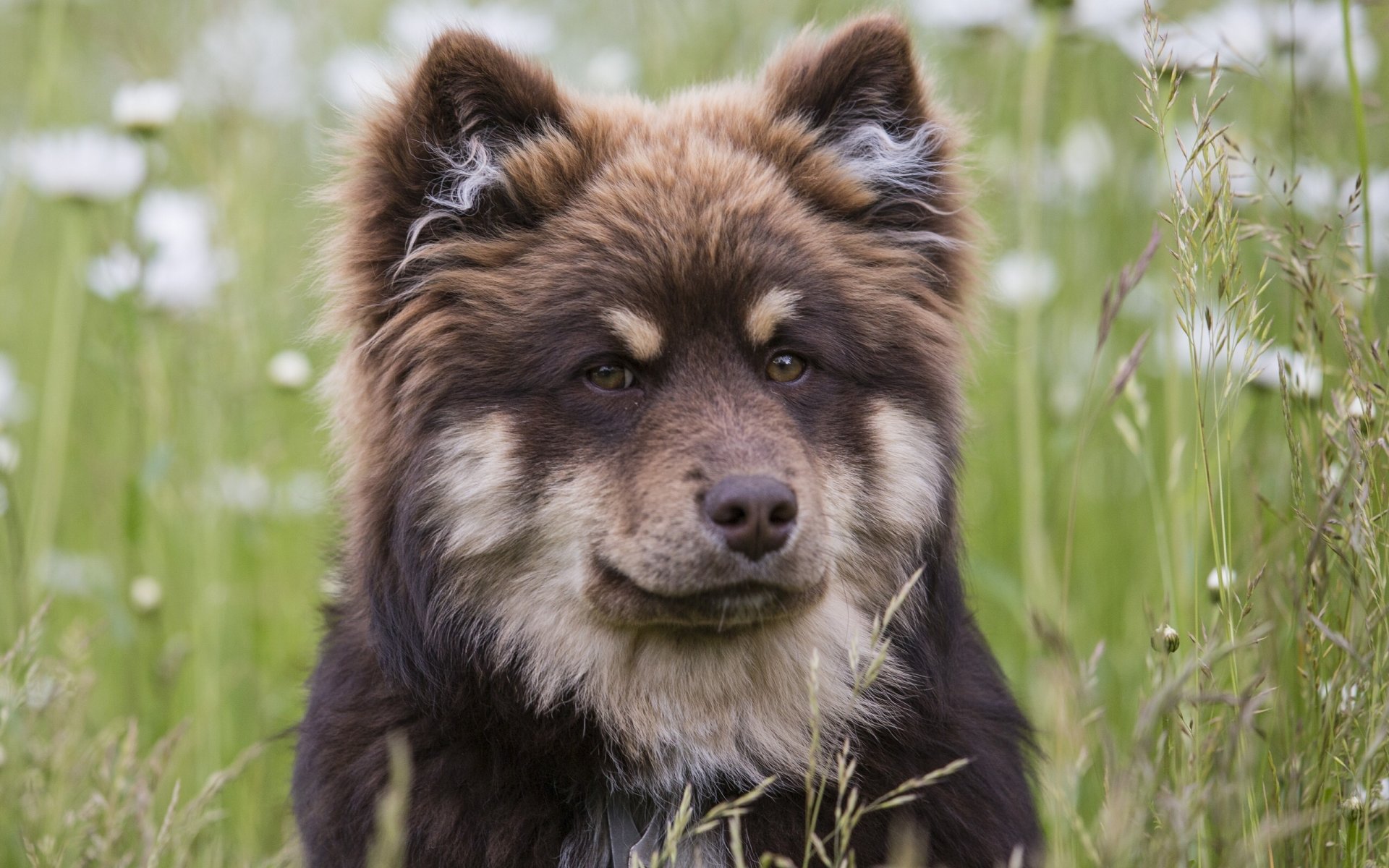 lapphund finlandés laika lopar finlandesa perro hocico