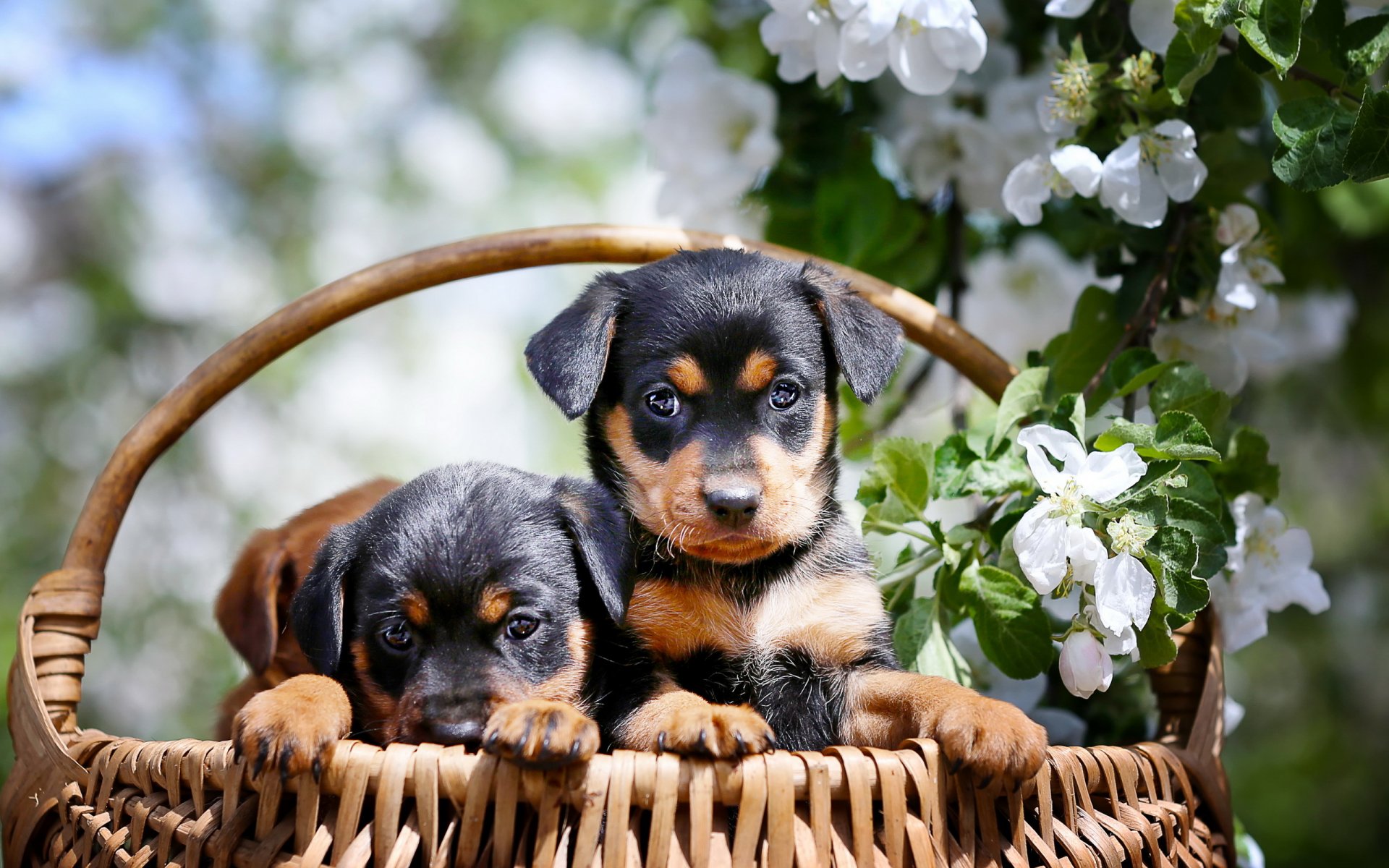 dogs puppies shopping