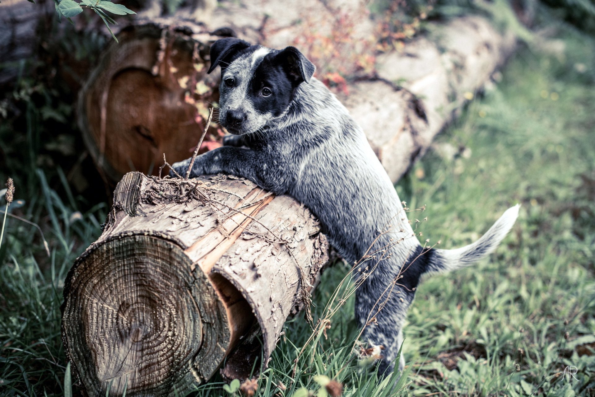 hund blick freund