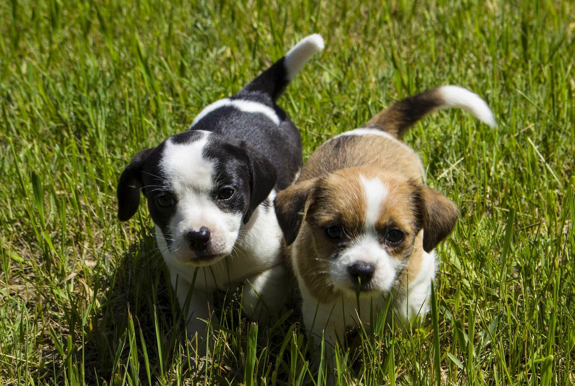 perros cachorros niños pequeños caras mirada hierba