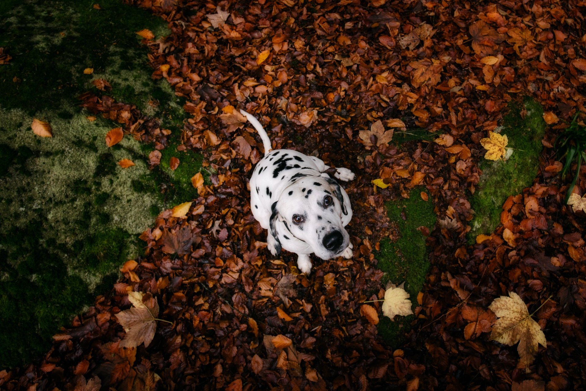 chien regard ami