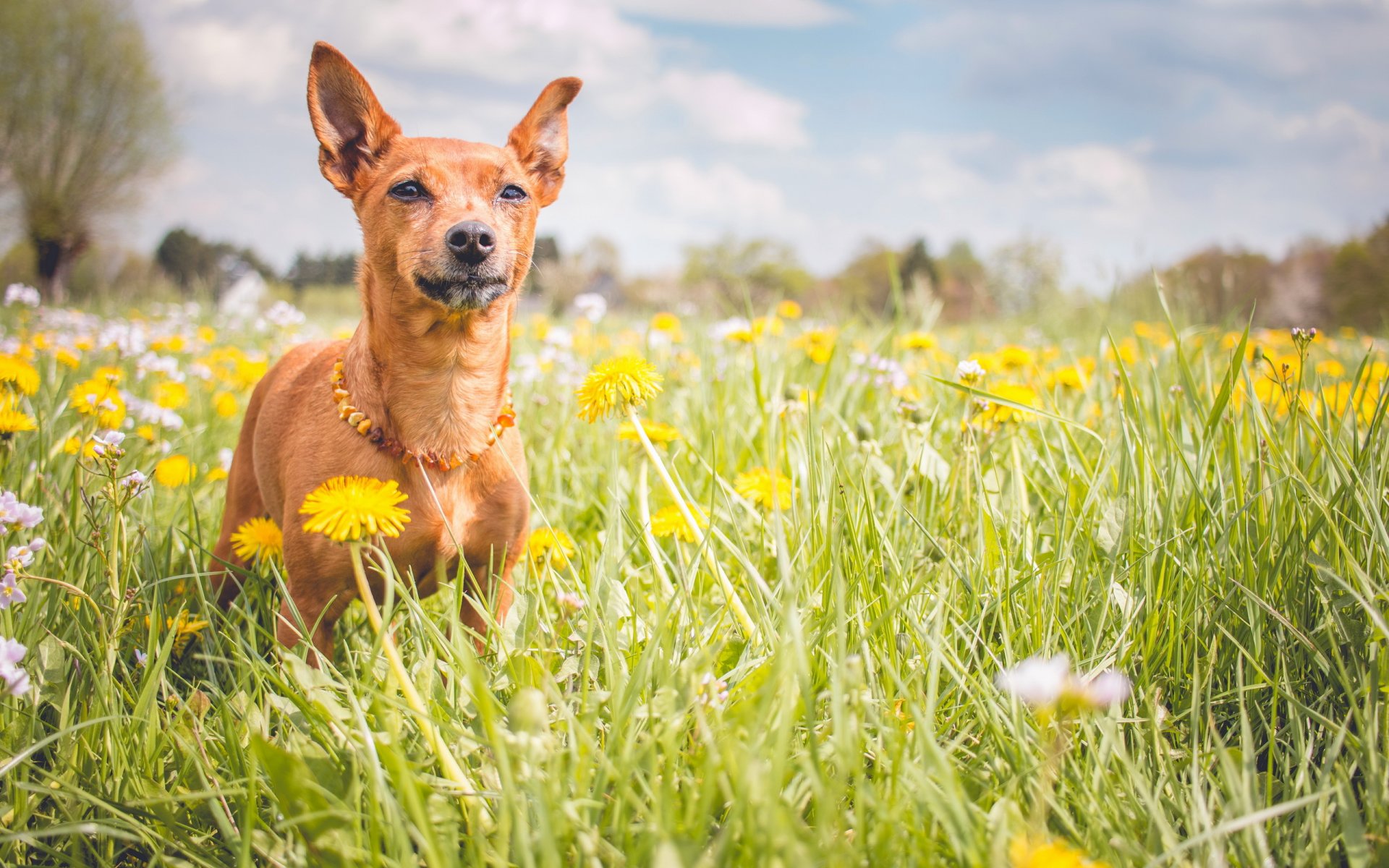 dog view other summer