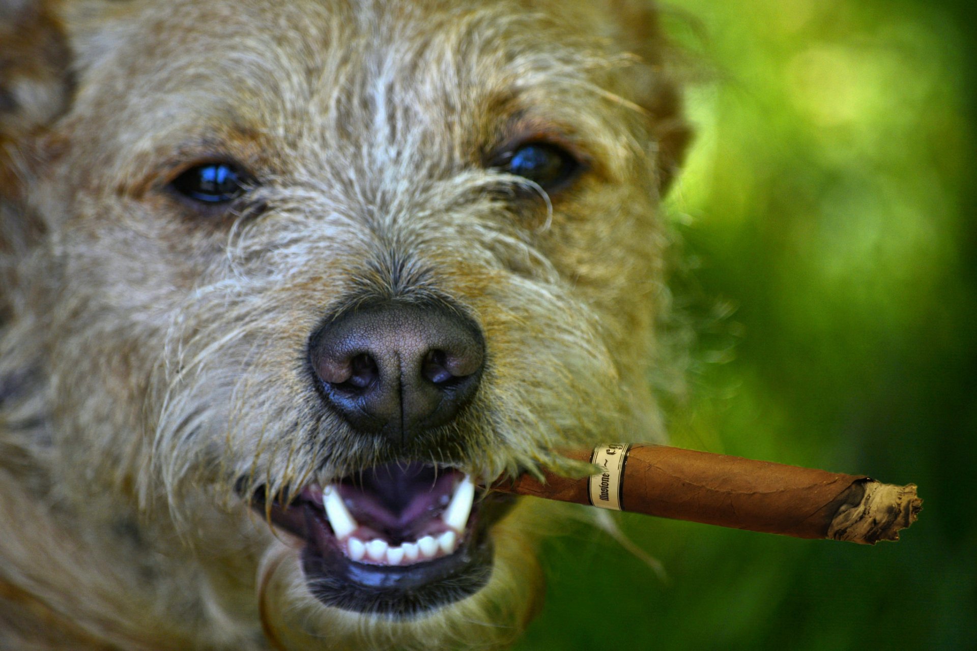 perro hocico mirada nariz cigarro