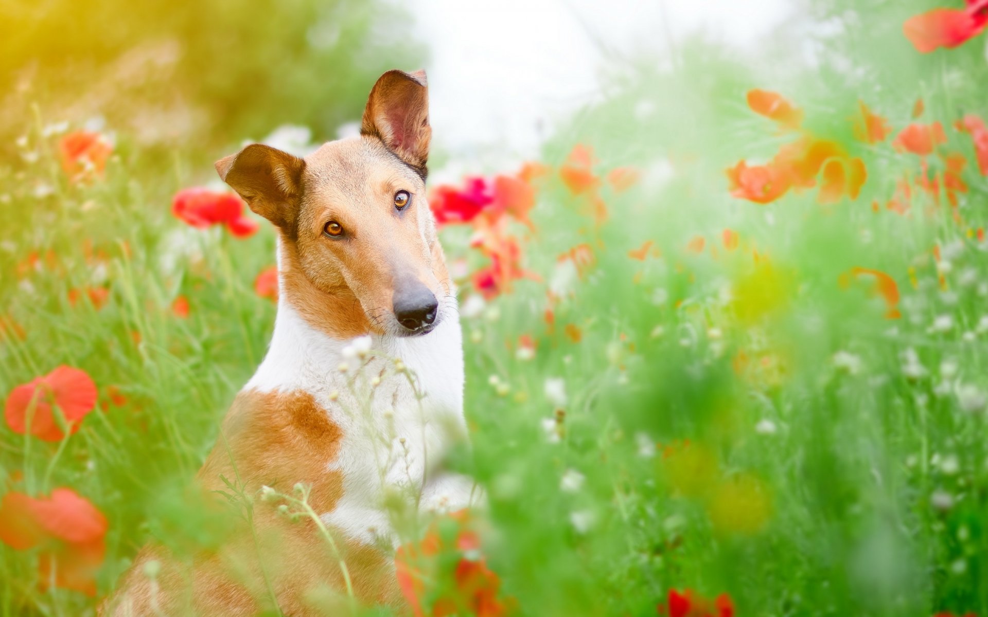 hund blick freund