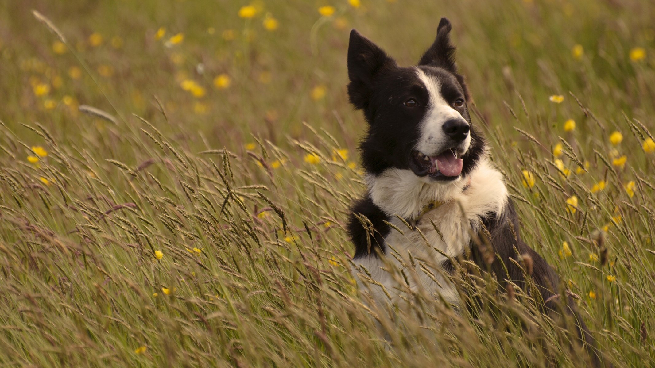 cane border collie prato erba