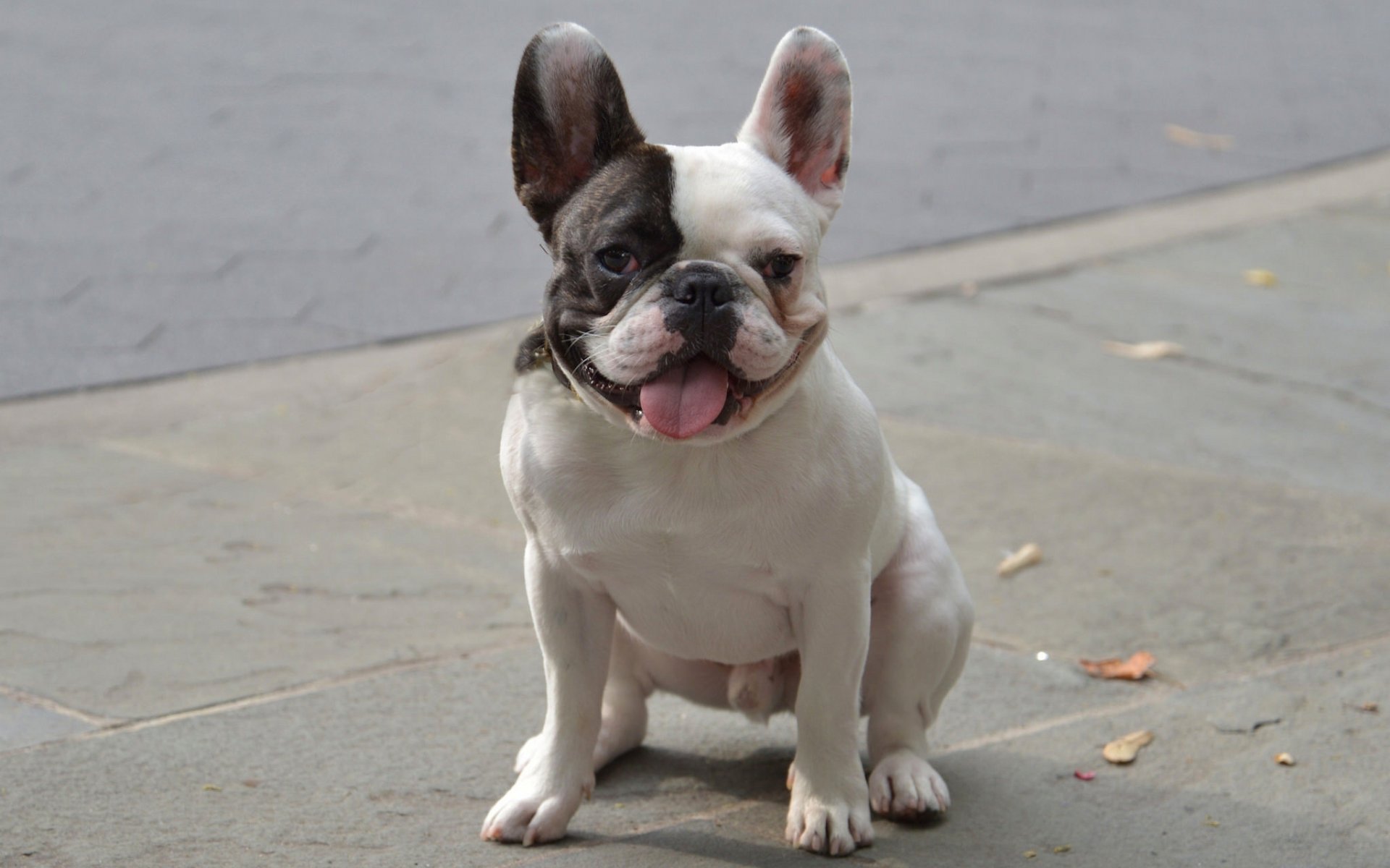 französische bulldogge hund lustig zunge