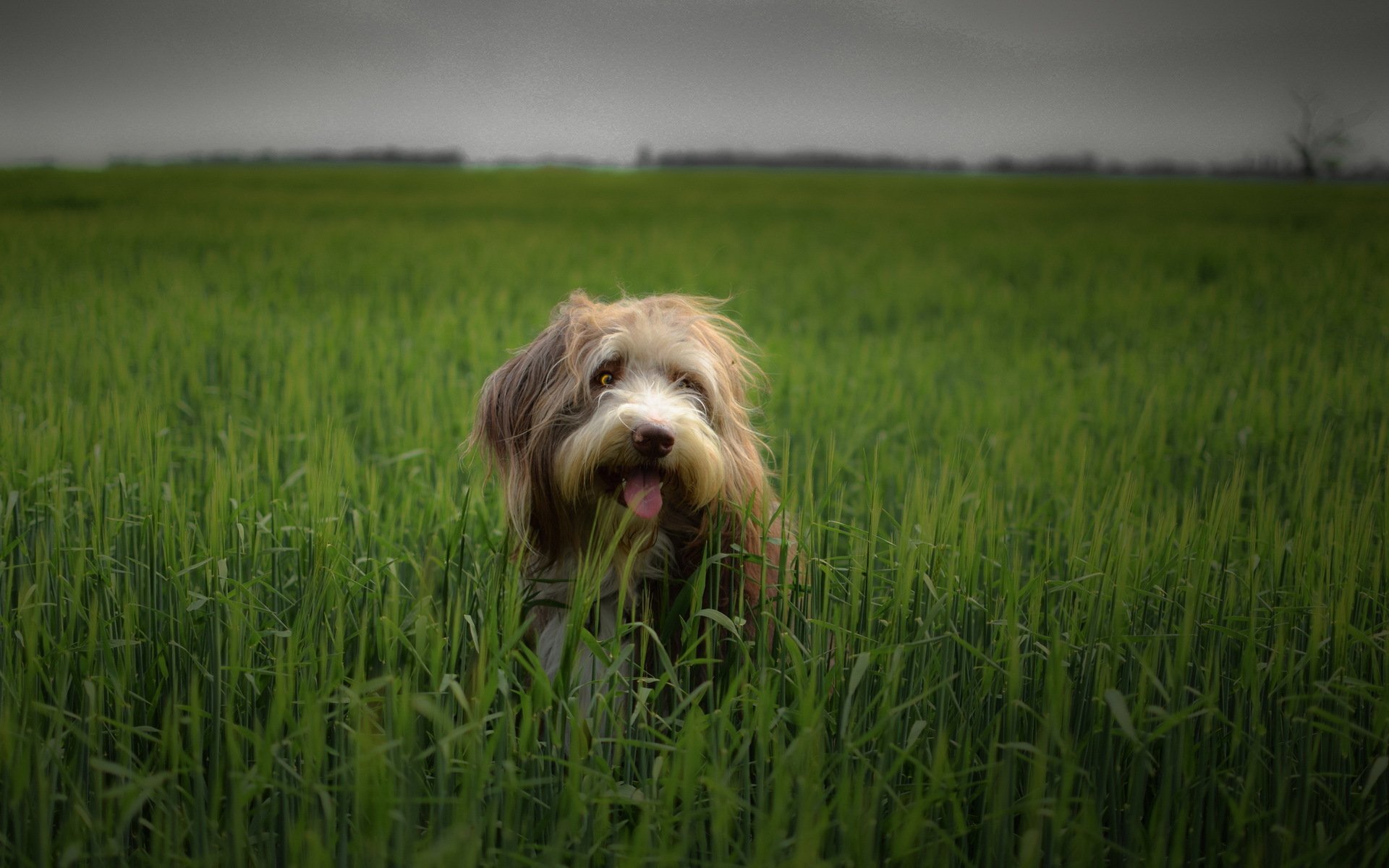 cane sguardo amico