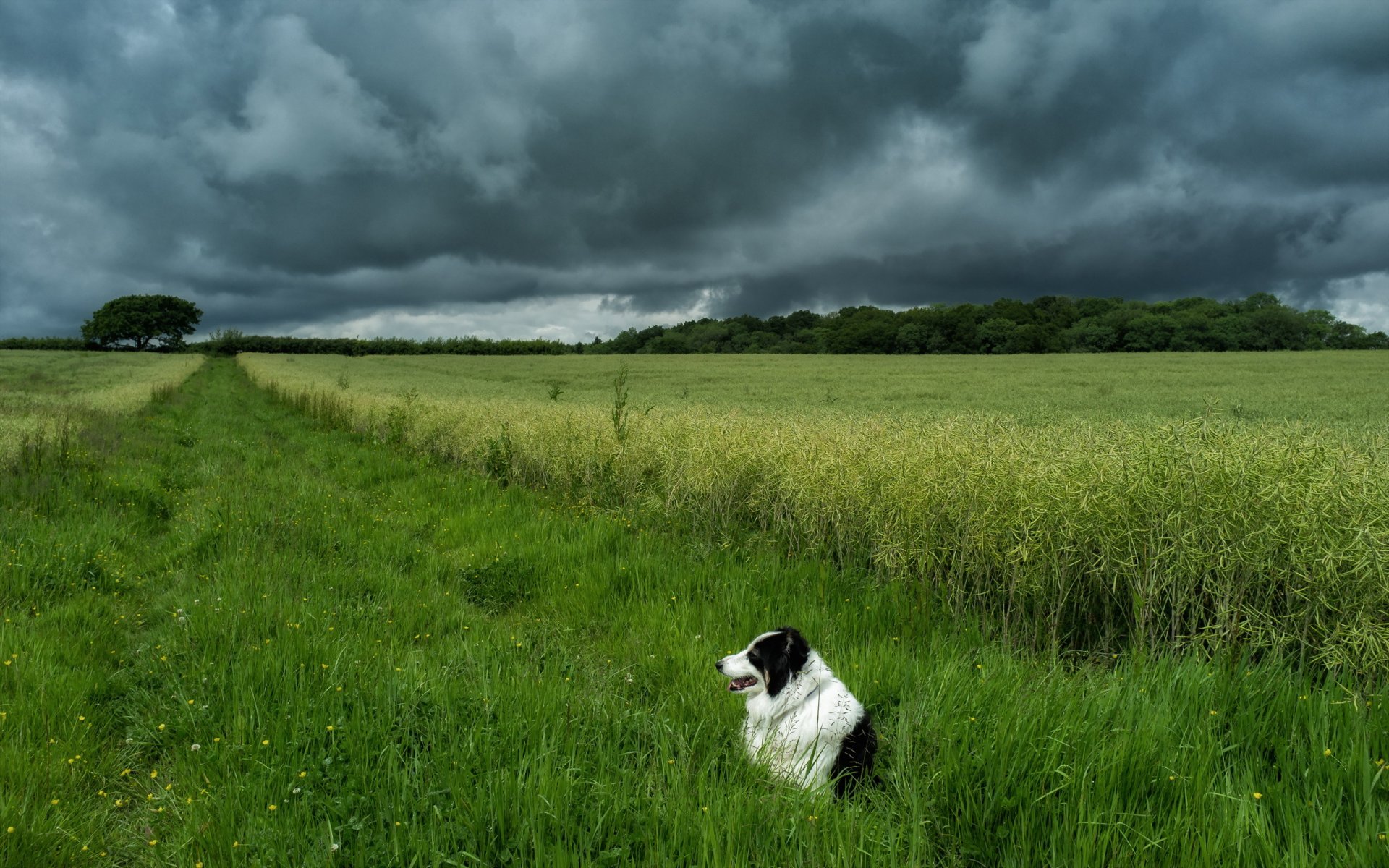 dog the field sky