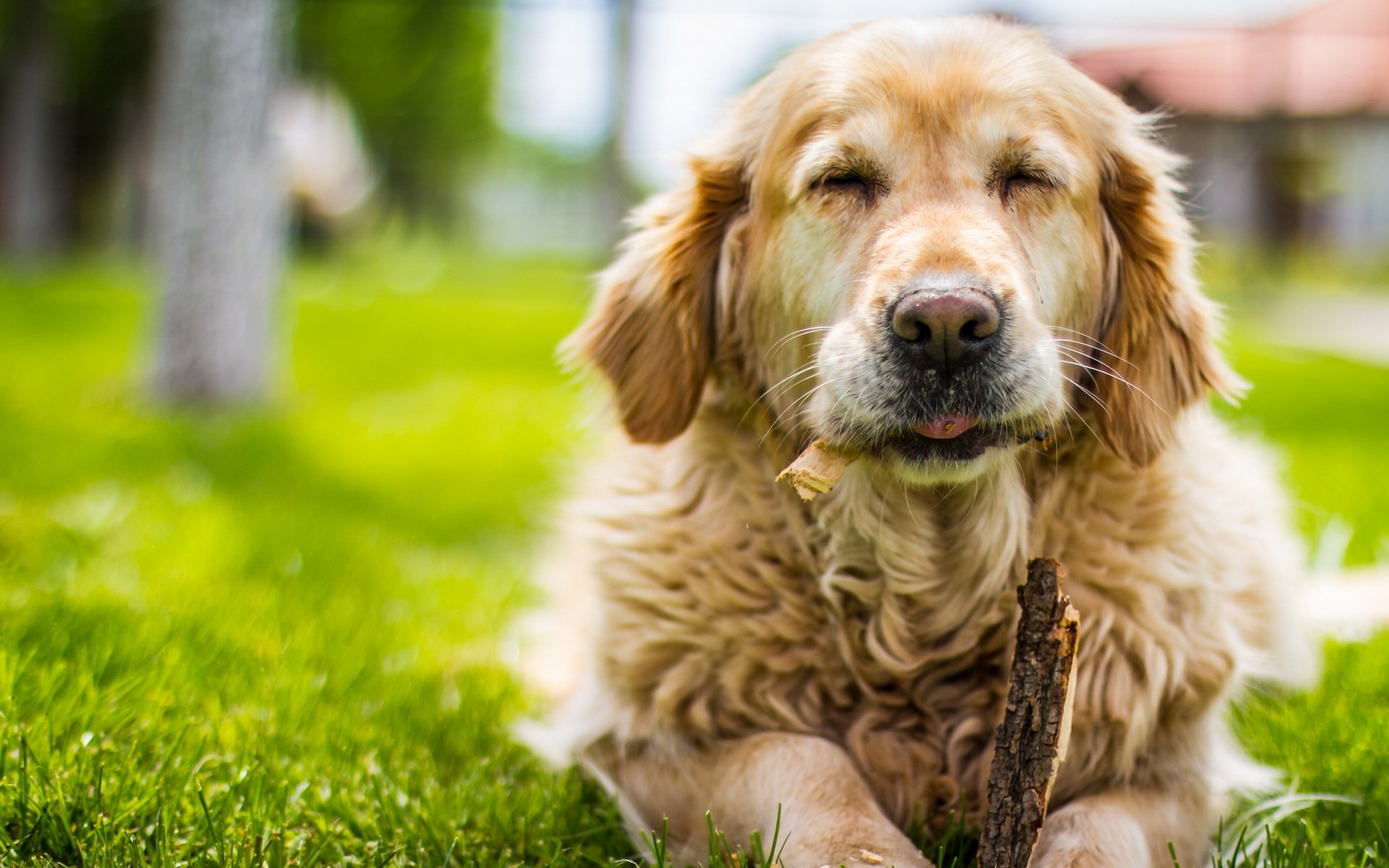 dog summer background