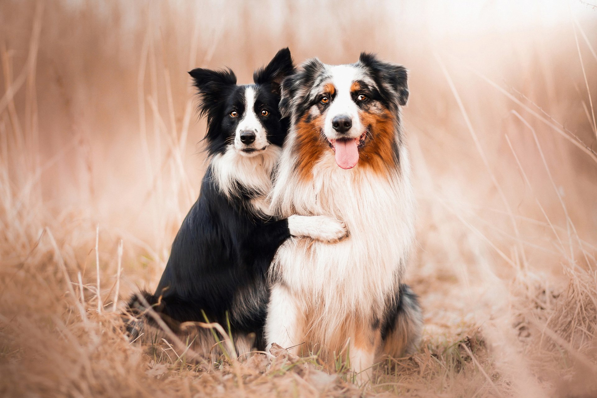 dogs australian shepherds friend