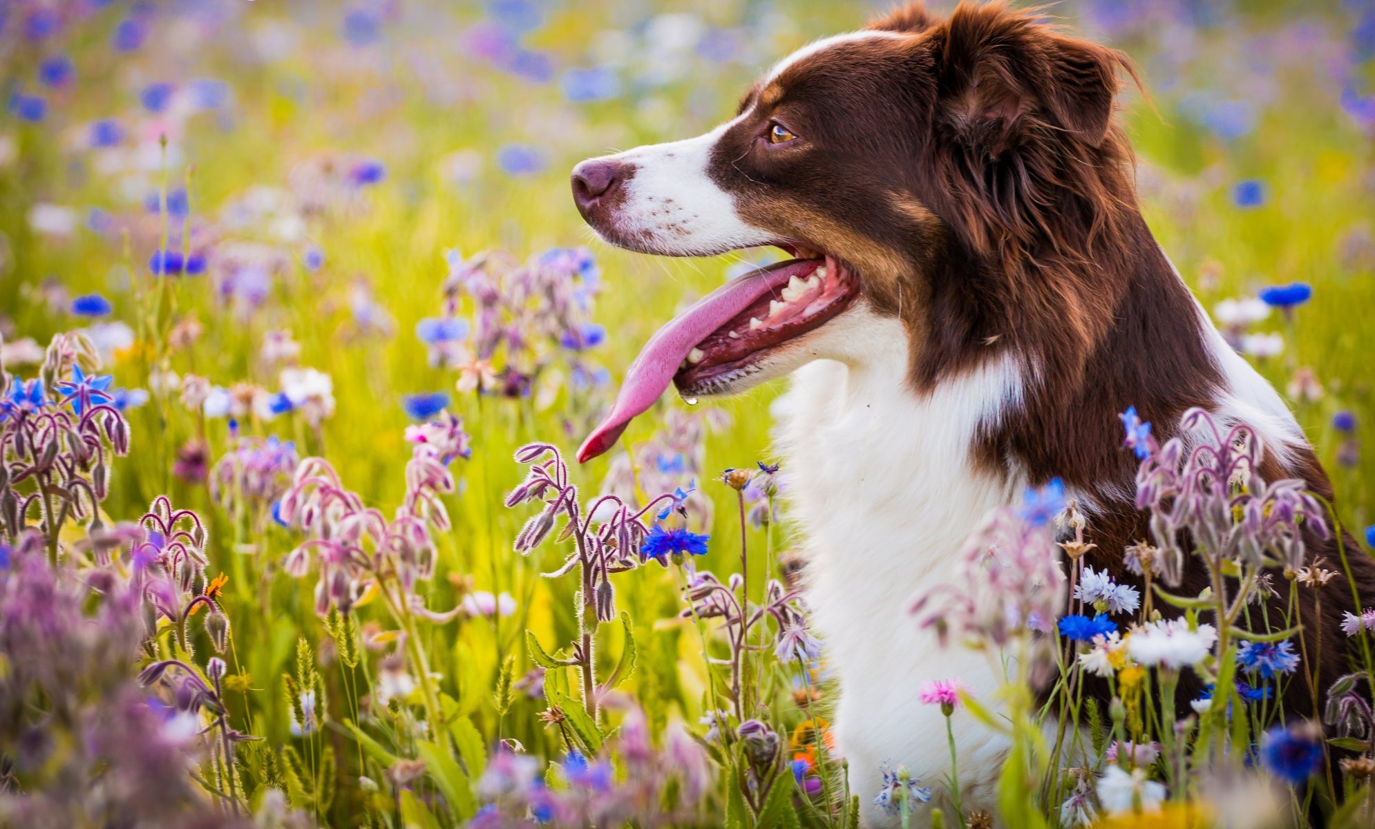 pastore australiano cane lingua prato fiori