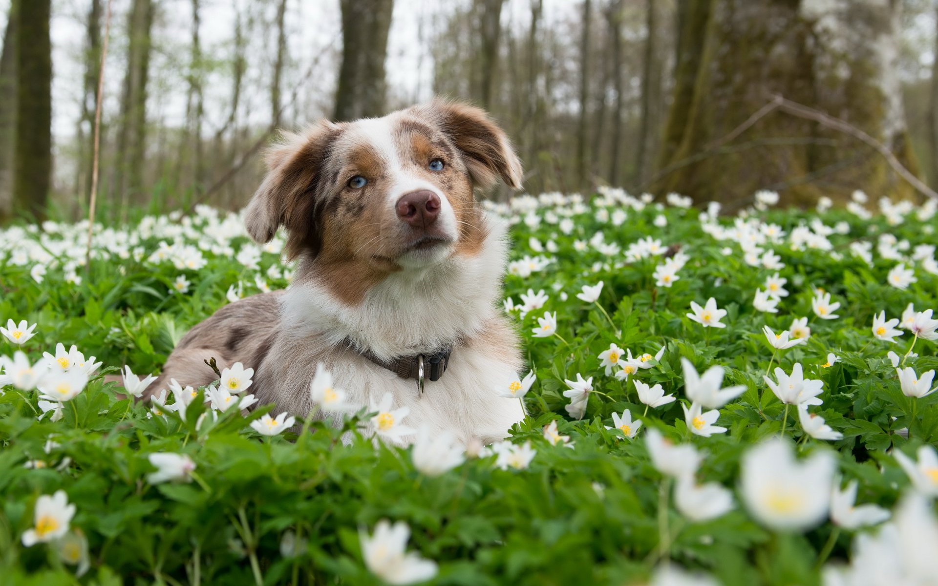 perro mirada amigo flores naturaleza