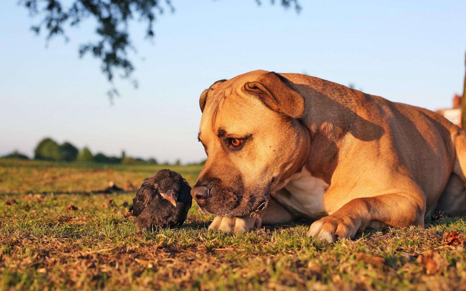 dog poultry chick little crow relationship