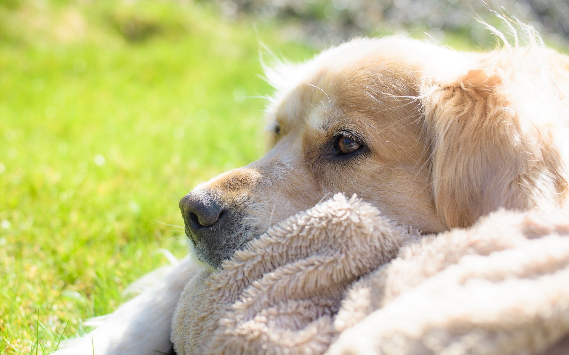 chien regard ami