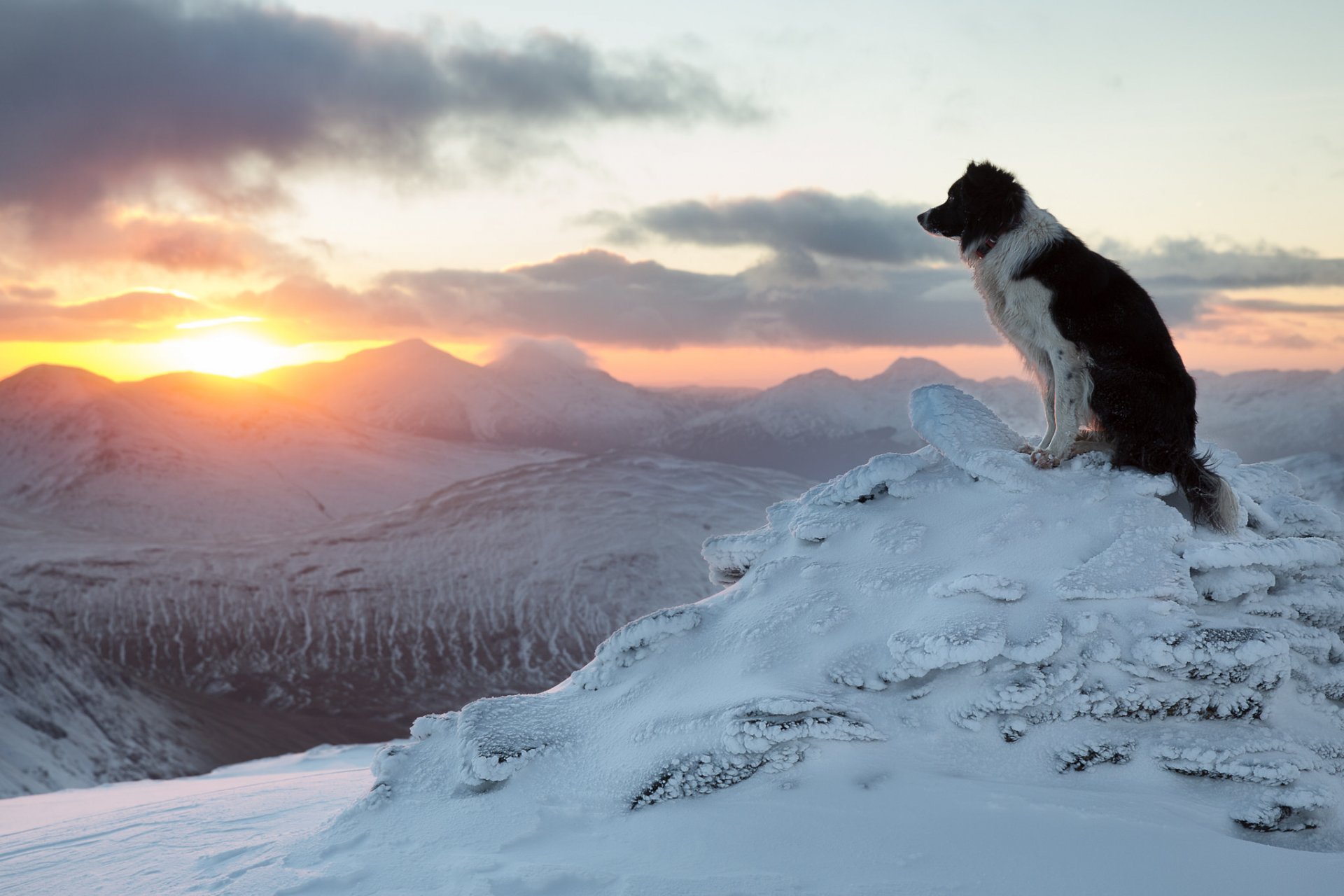 border collie chien hiver montagnes coucher de soleil