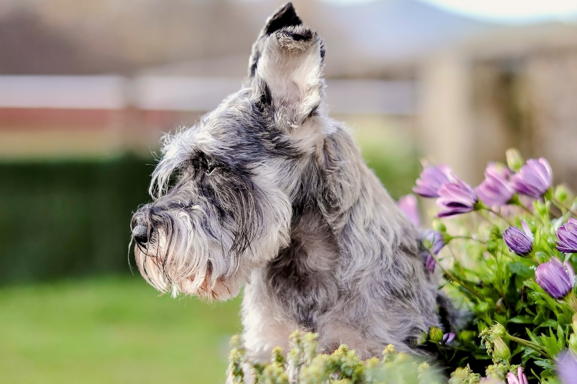 miniature schnauzer schnauzer dog face ears flower portrait