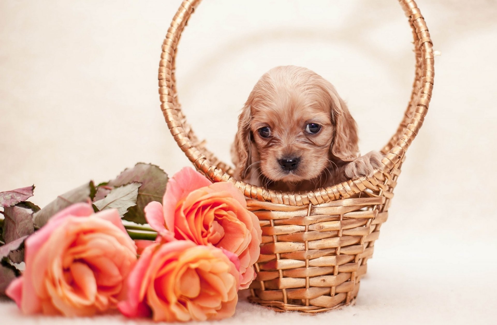 basket puppy flowers rose