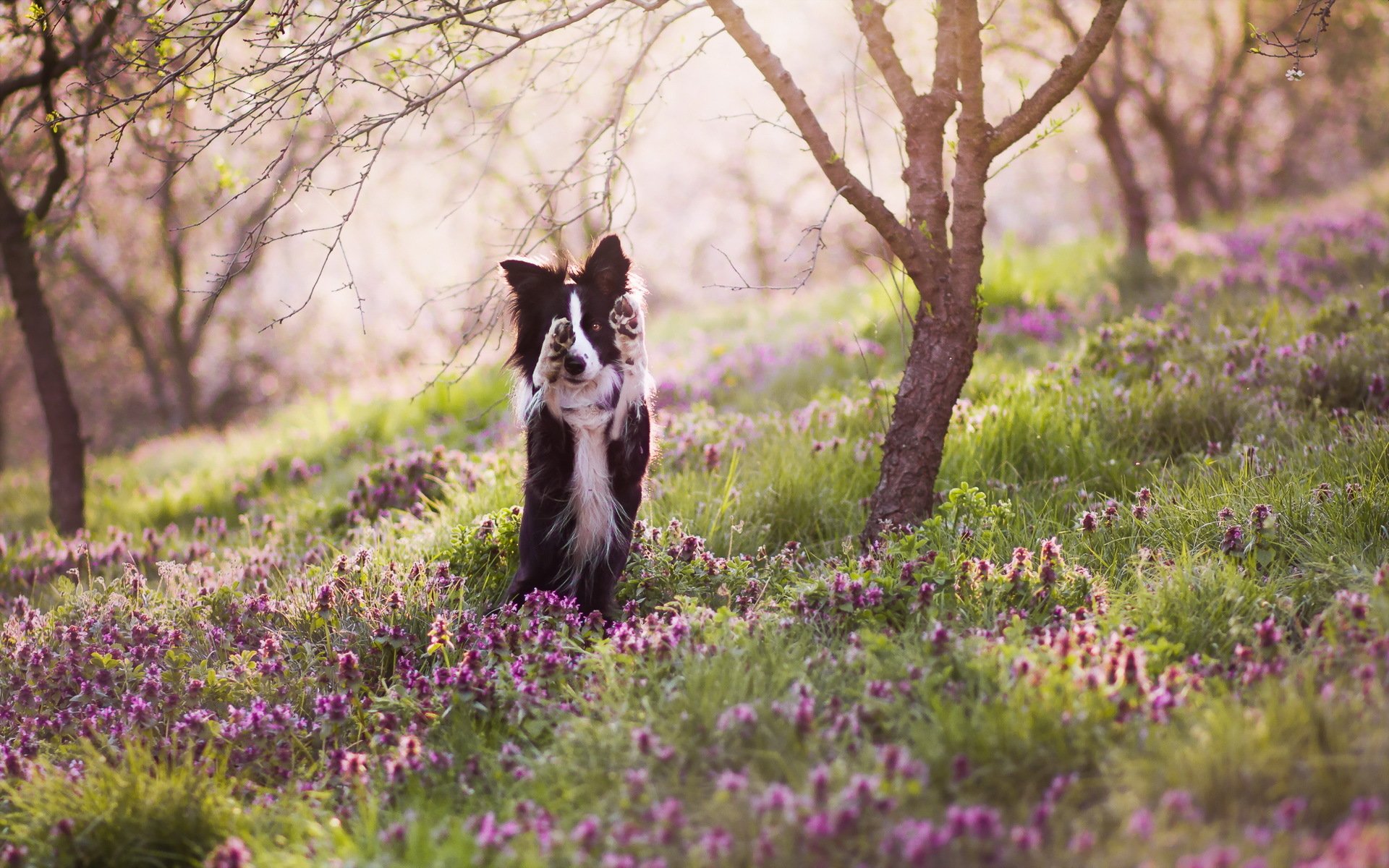 hund blick freund natur