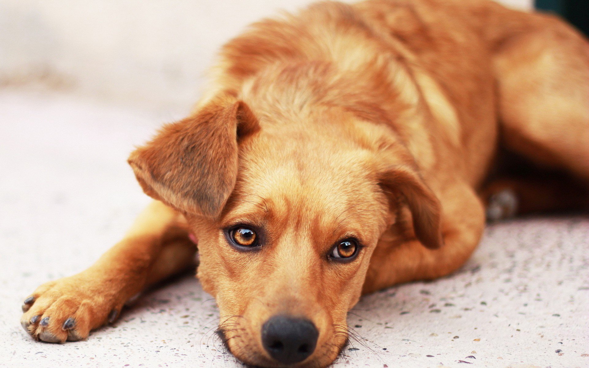 hund traurigkeit hoffnung erwartung