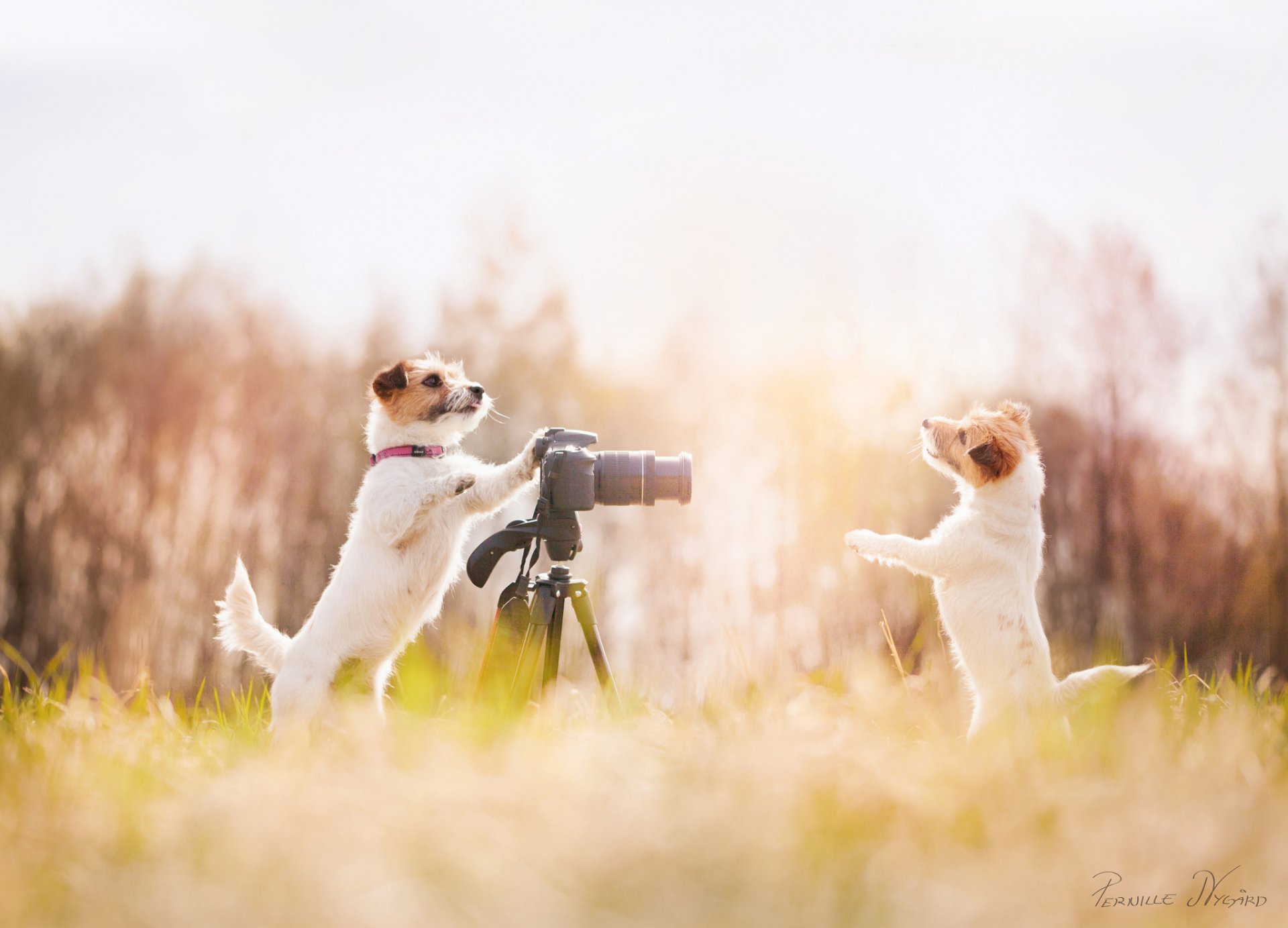 type deux chien photographe dites-le