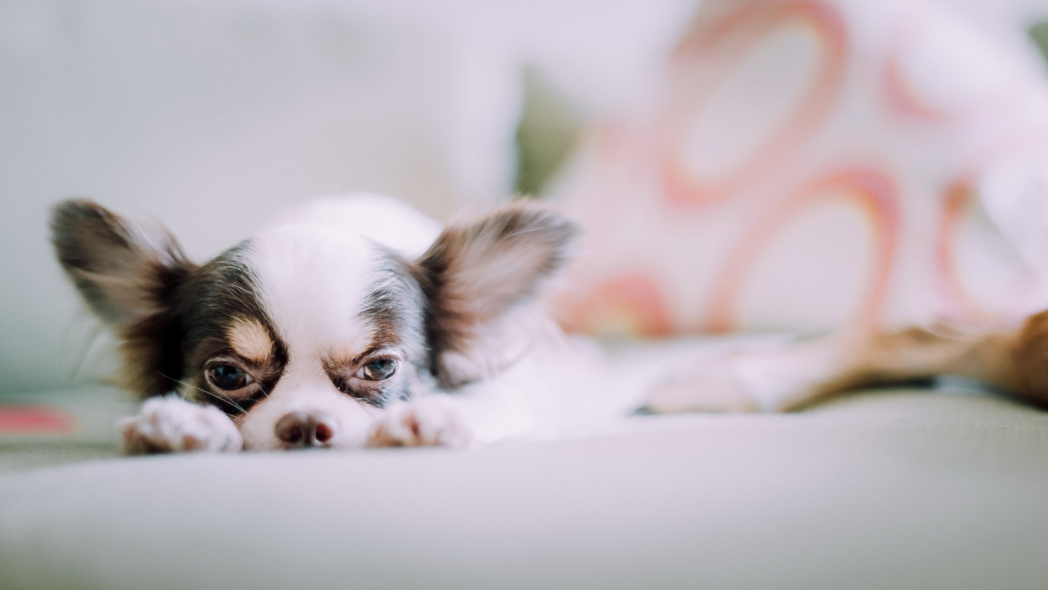 perro mirada amigo