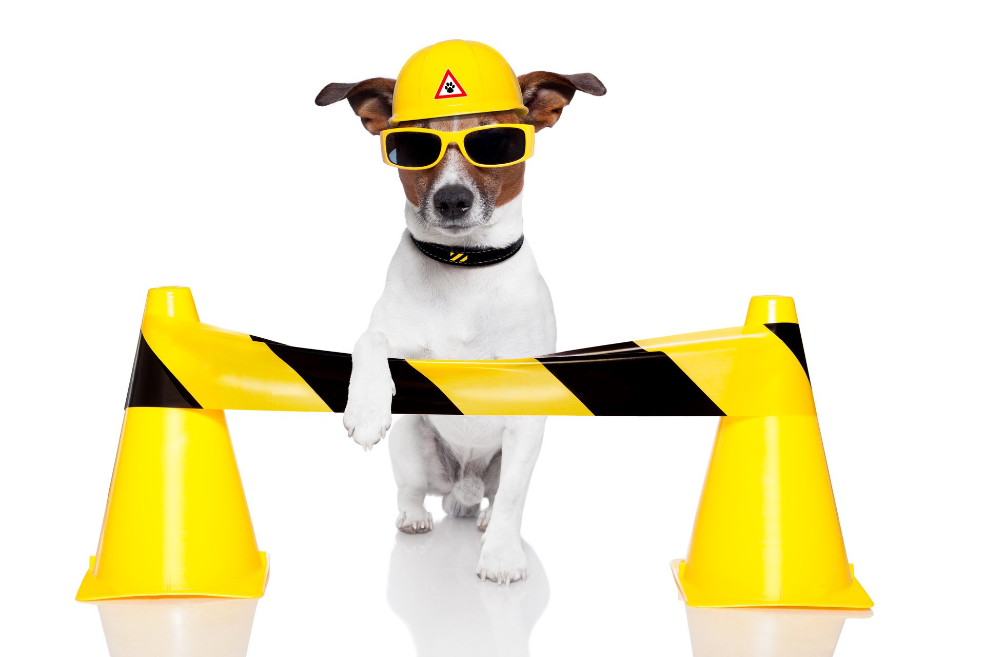 jack russell terrier perro casco gafas conos de tráfico amarillo fondo blanco humor