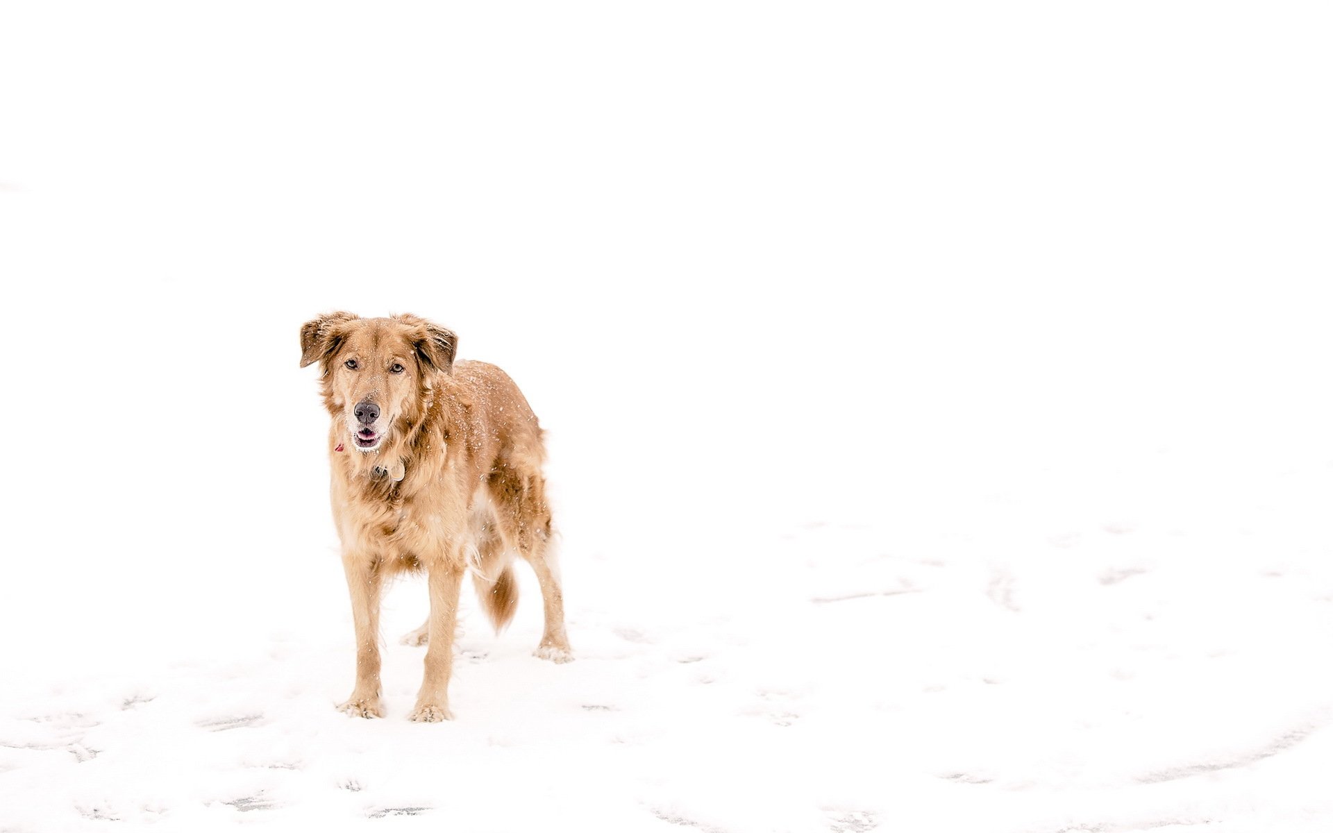 hund schnee winter