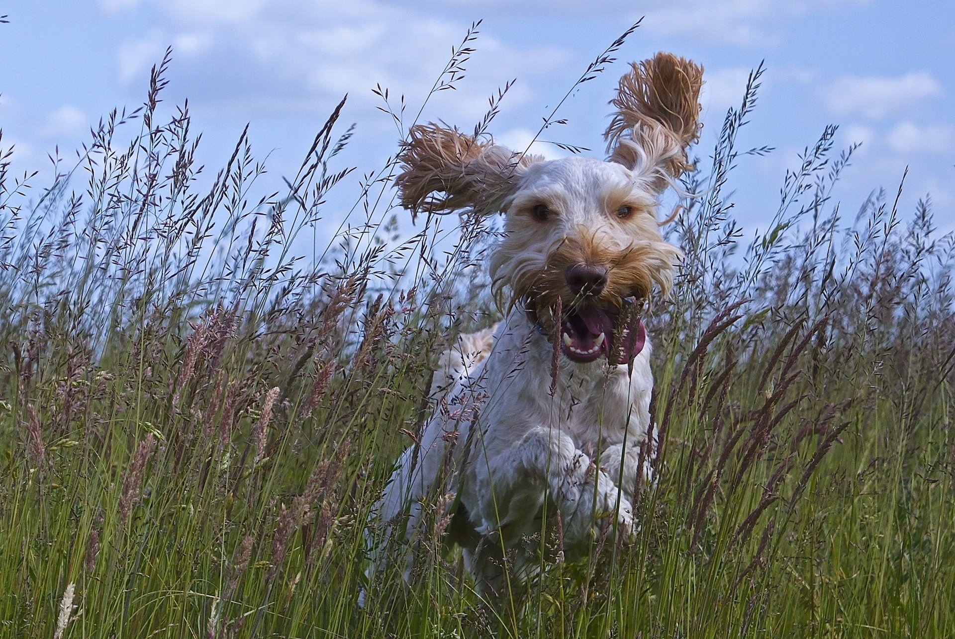 chien joie humeur marche oreilles langue prairie herbe