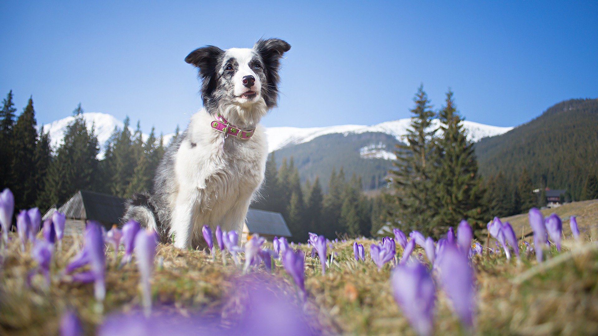 hund blick freund