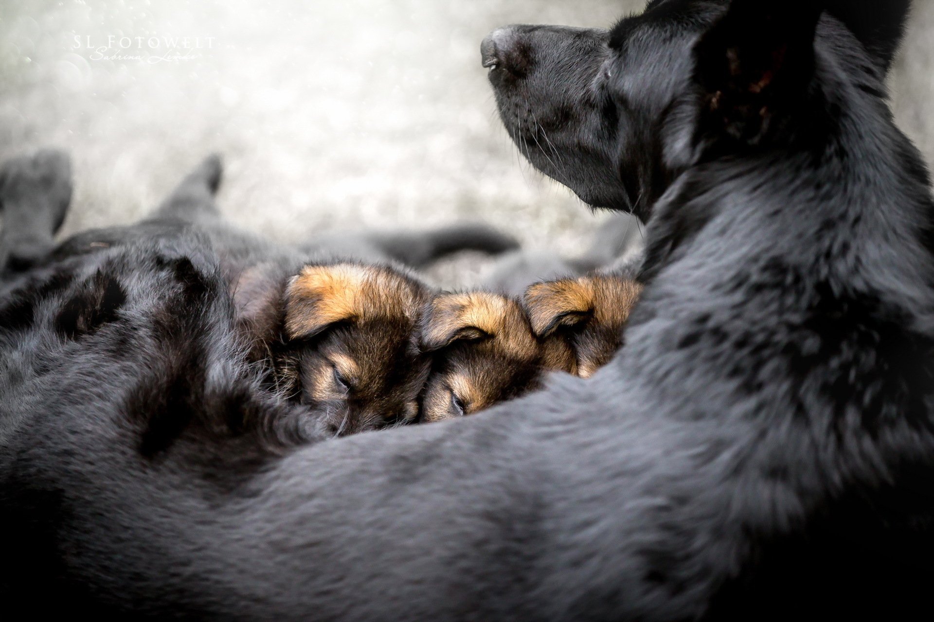 dog puppies comfort