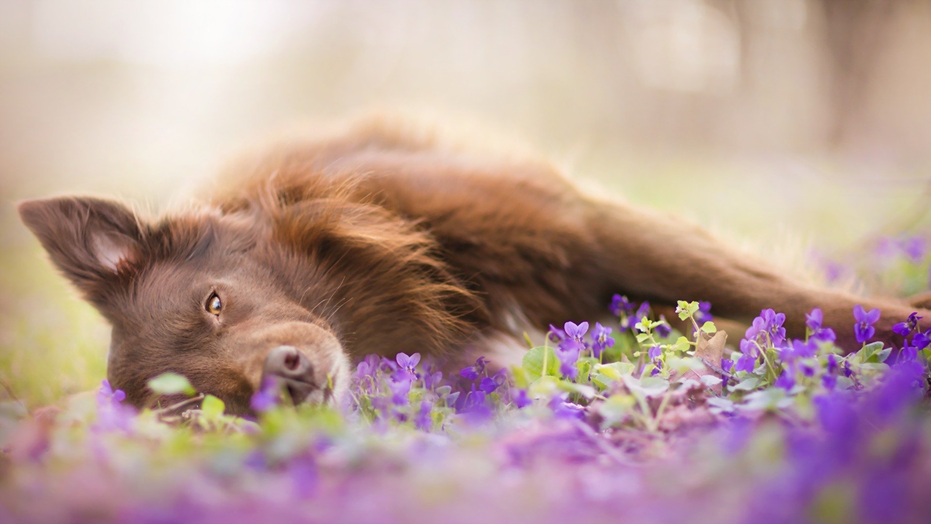 hund blick freund natur